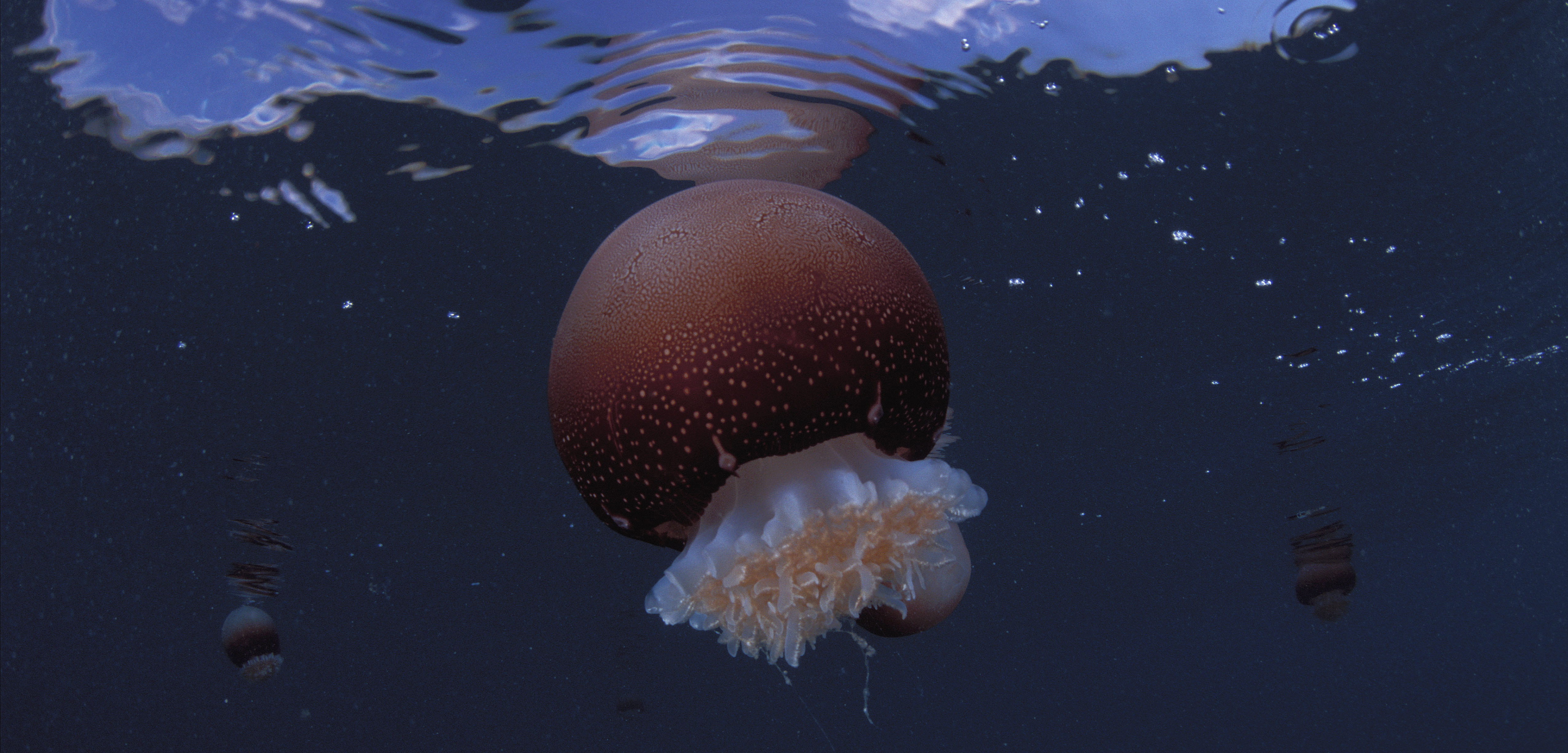 Oft-Overlooked Jellyfisheries Are Too Big to Ignore | Hakai Magazine