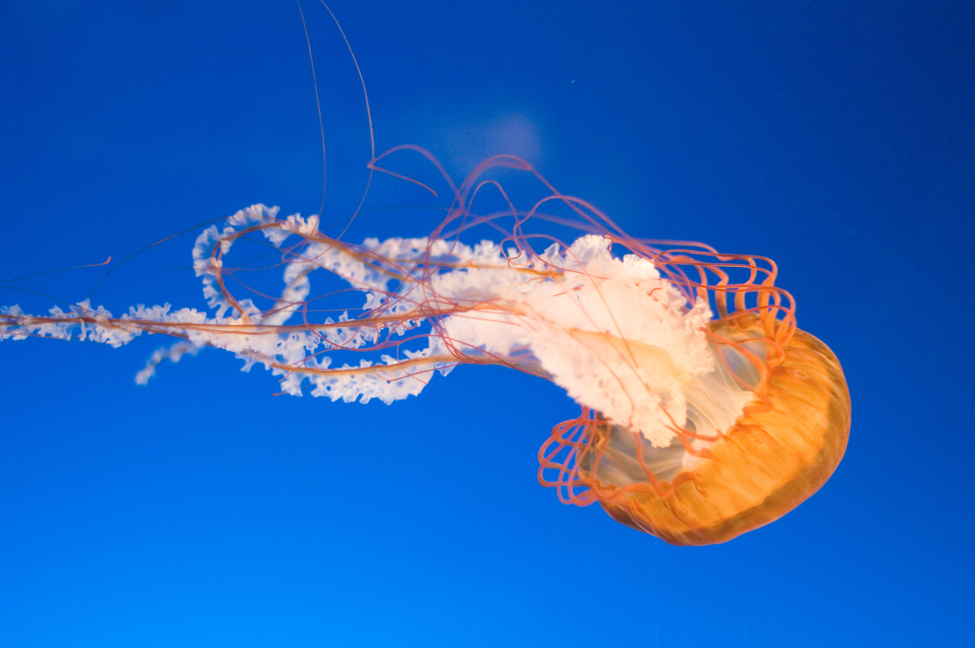 22 Interesting Facts About Jellyfish | FactSpy.net
