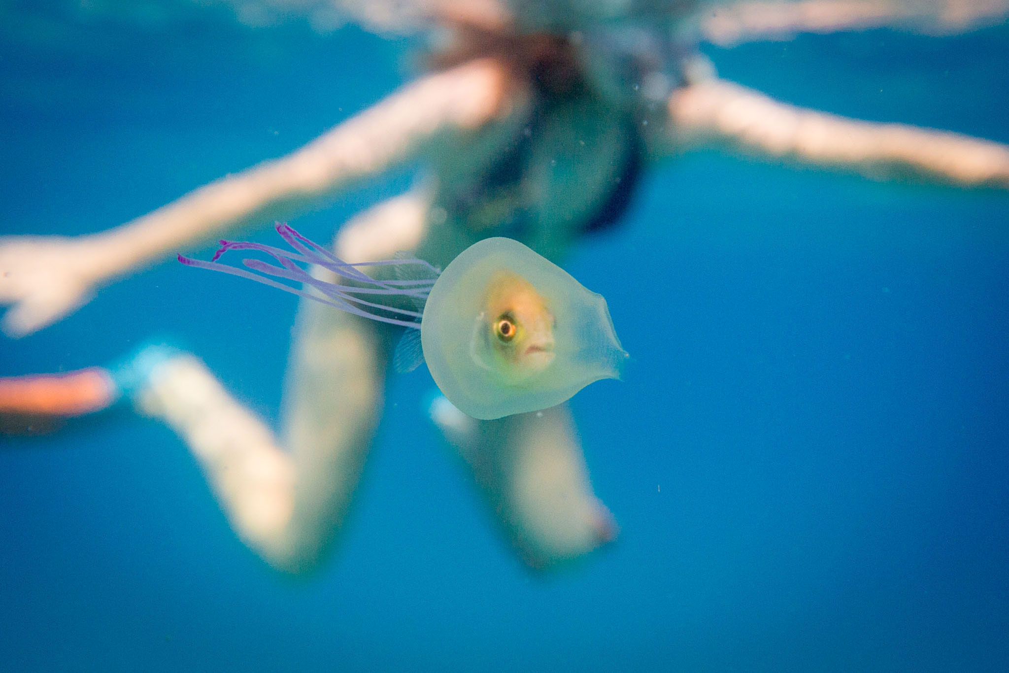 Living Fish Found Inside Jellyfish in Bizarre Underwater Scene