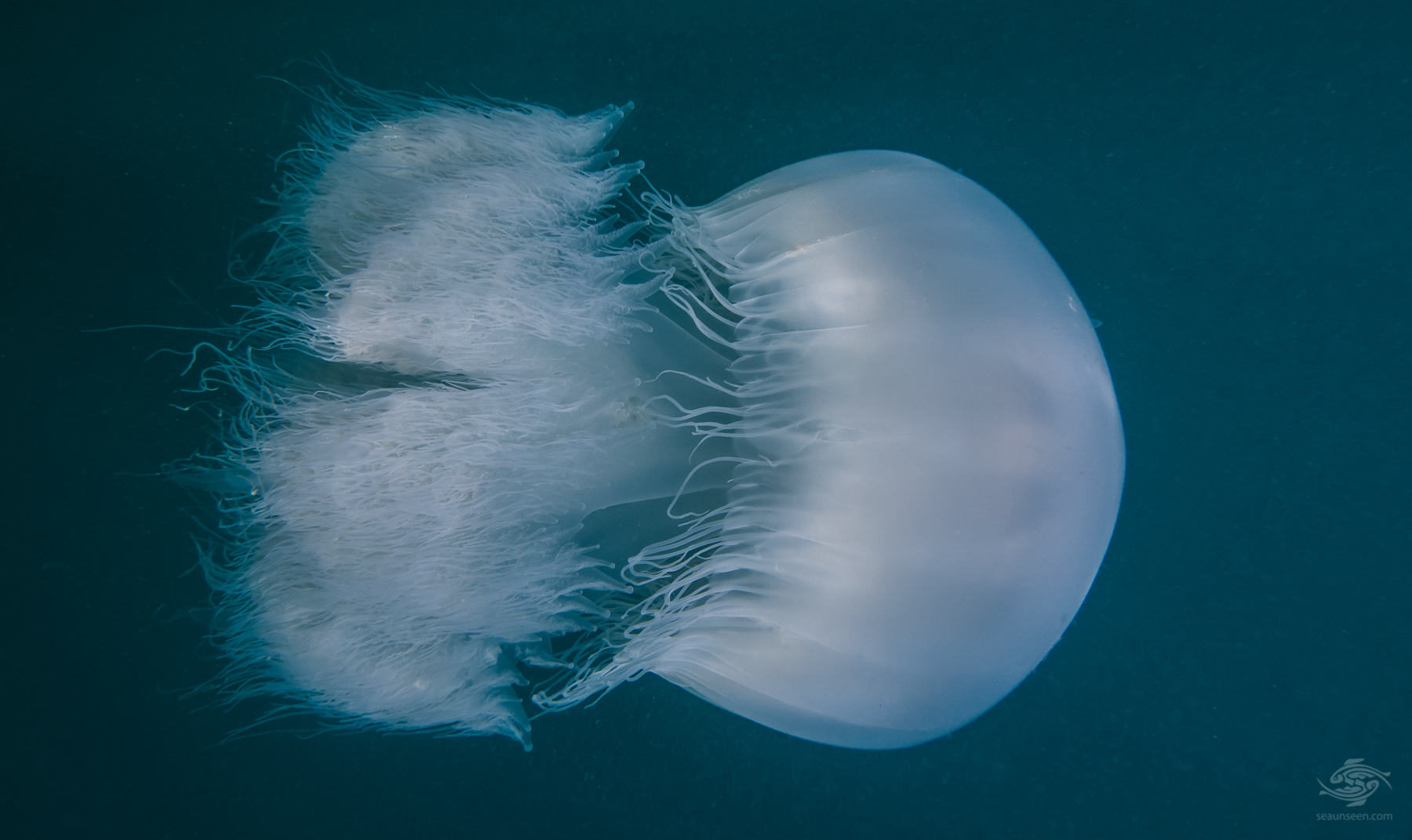 Nomad Jellyfish Facts and Photographs - Seaunseen