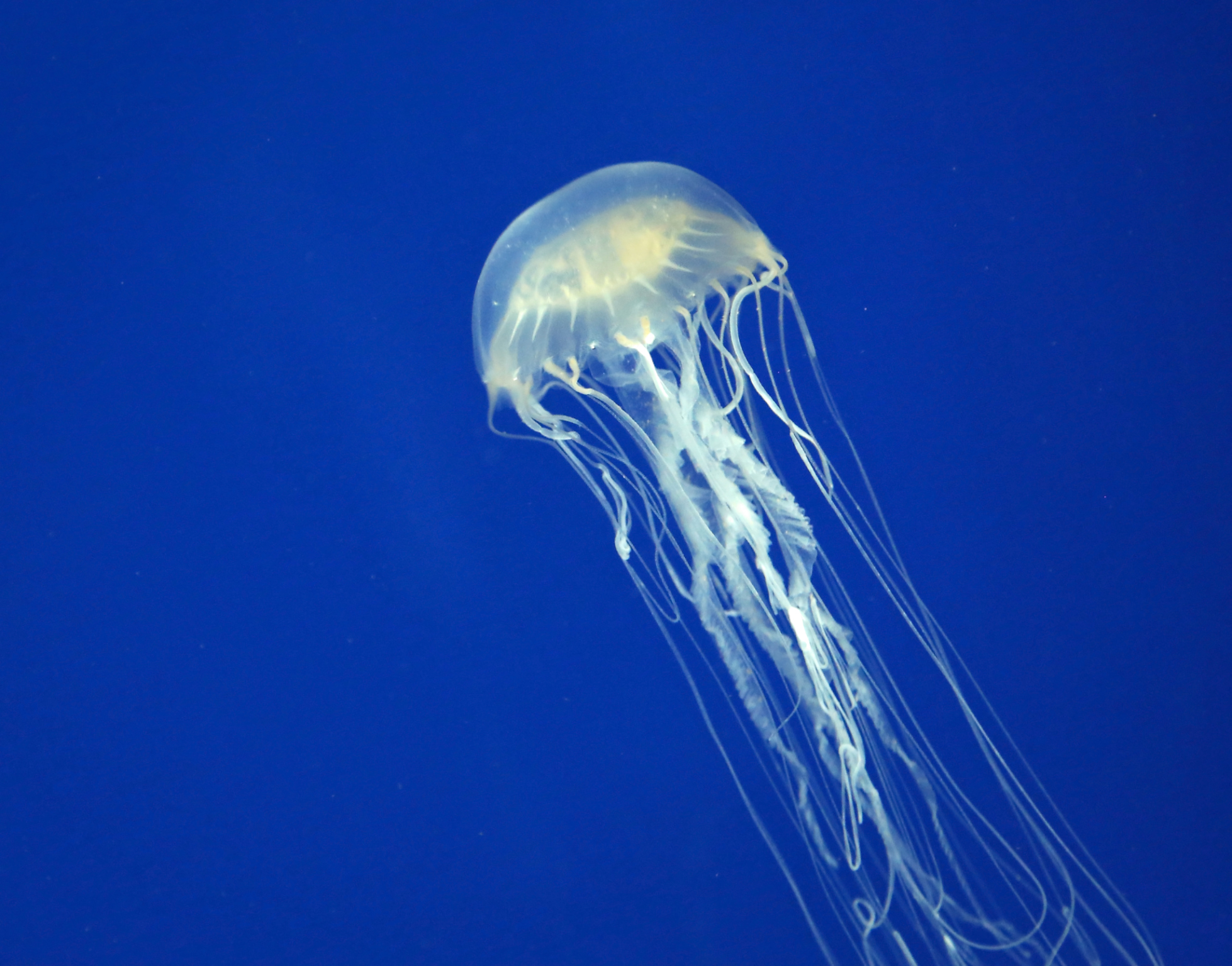 Australian Box Jellyfish - Animals of Oceania - WorldAtlas.com