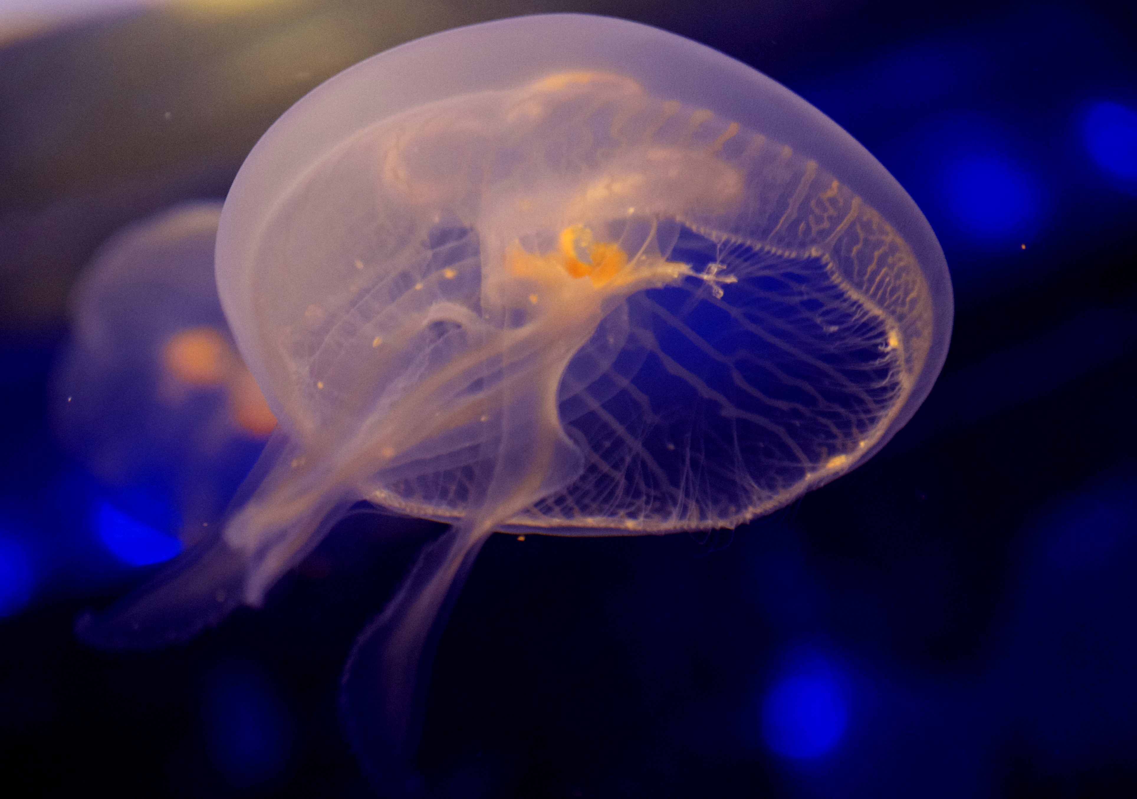Self-repairing symmetry in jellyfish | Goentoro Lab