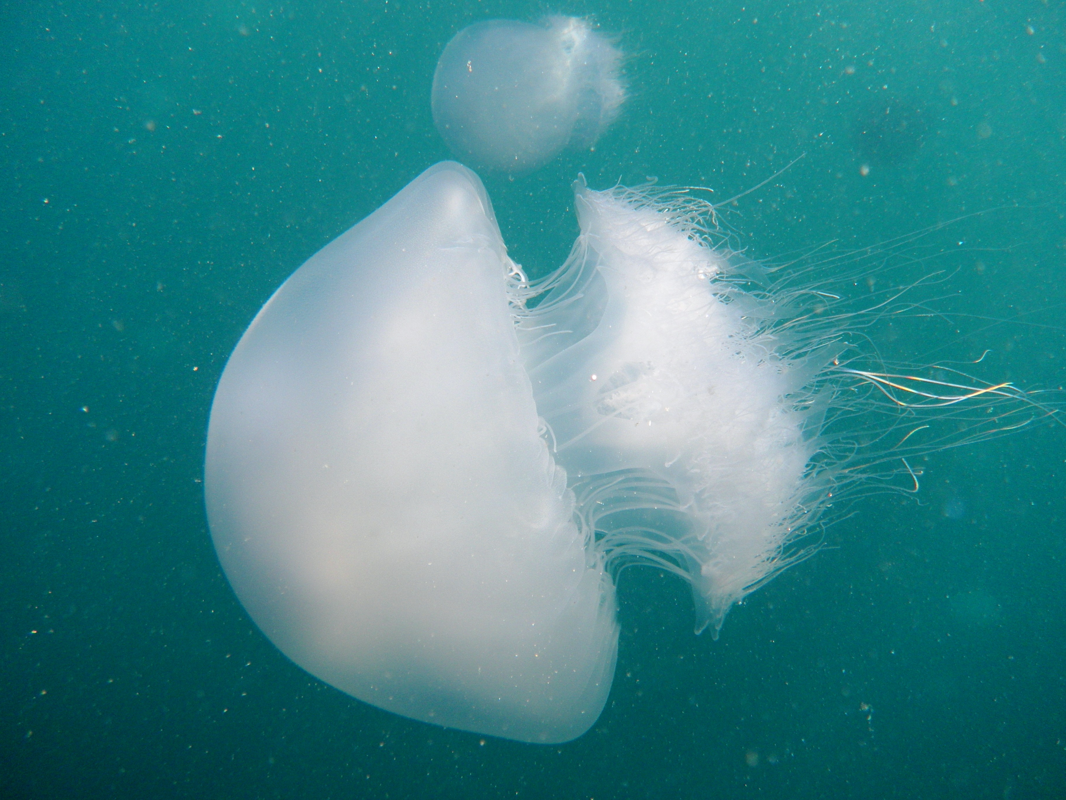 Scientists Decipher Jellyfish's Mighty Sting - ATS : ATS