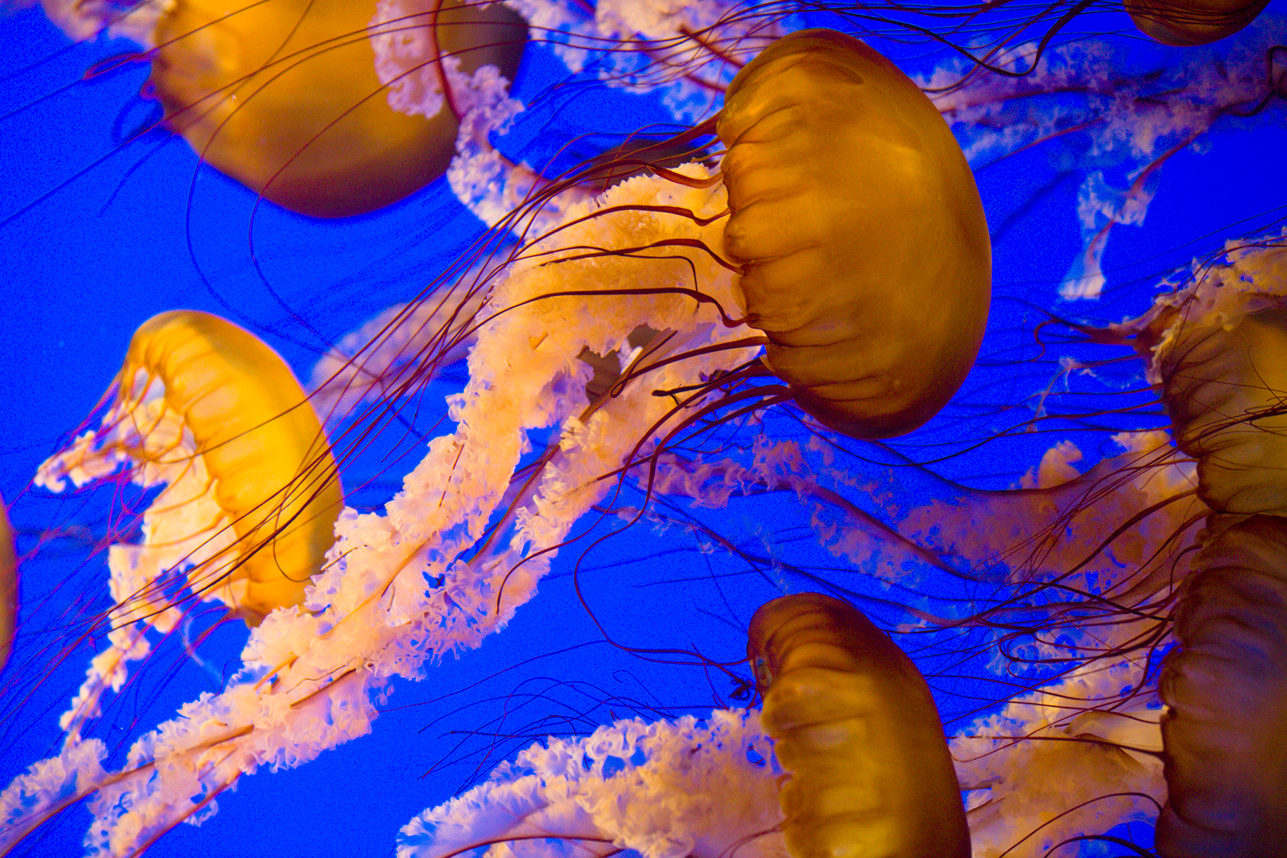 Best Jellyfish Sting Remedies: What Should I Do If I Get Stung? | JetSet