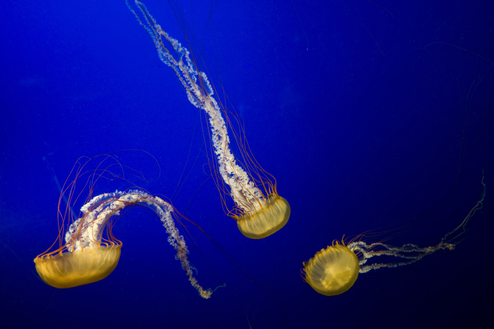 The Surprising Way Jellyfish Put Themselves Back Together