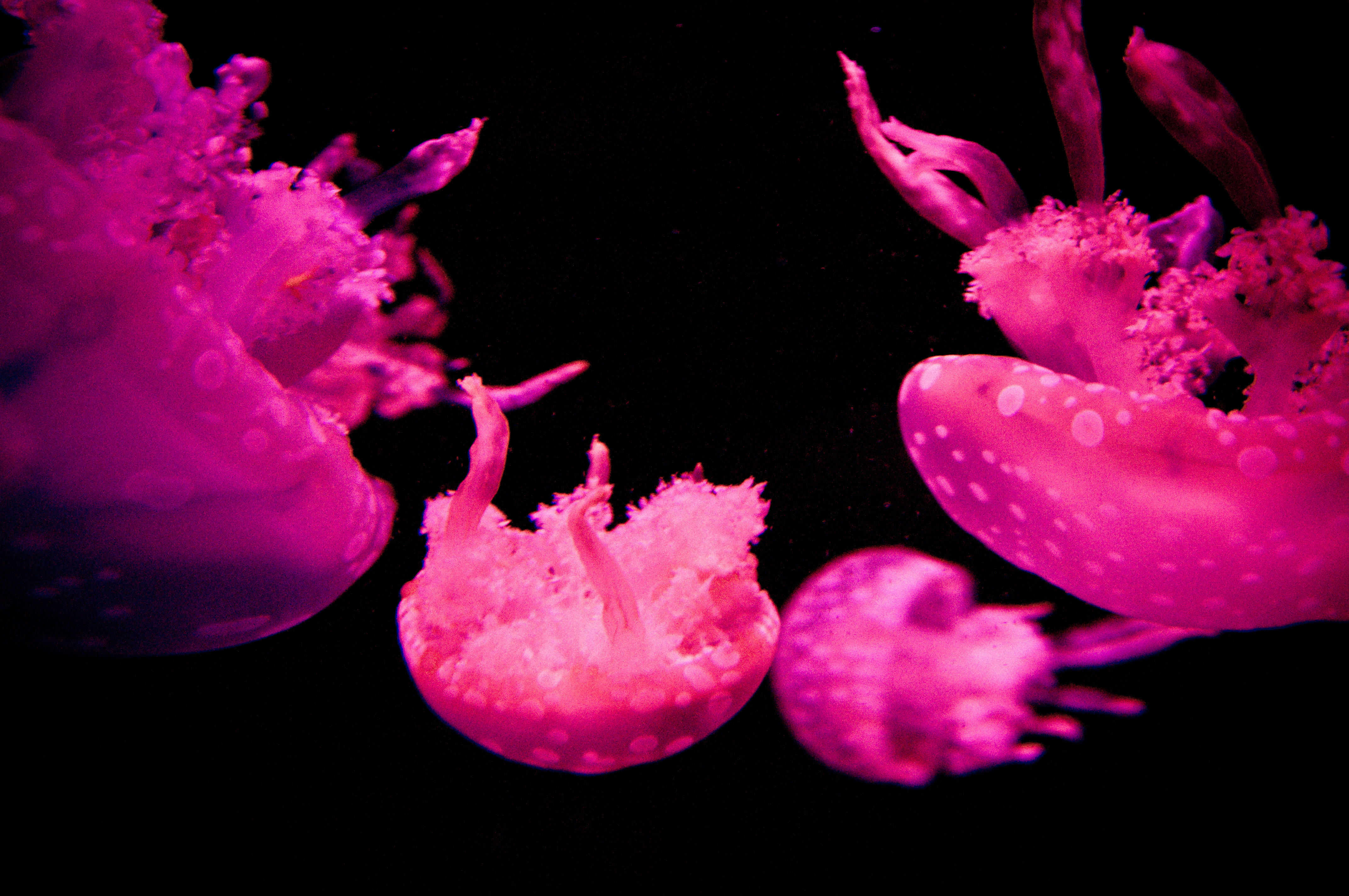 Jellyfish photo