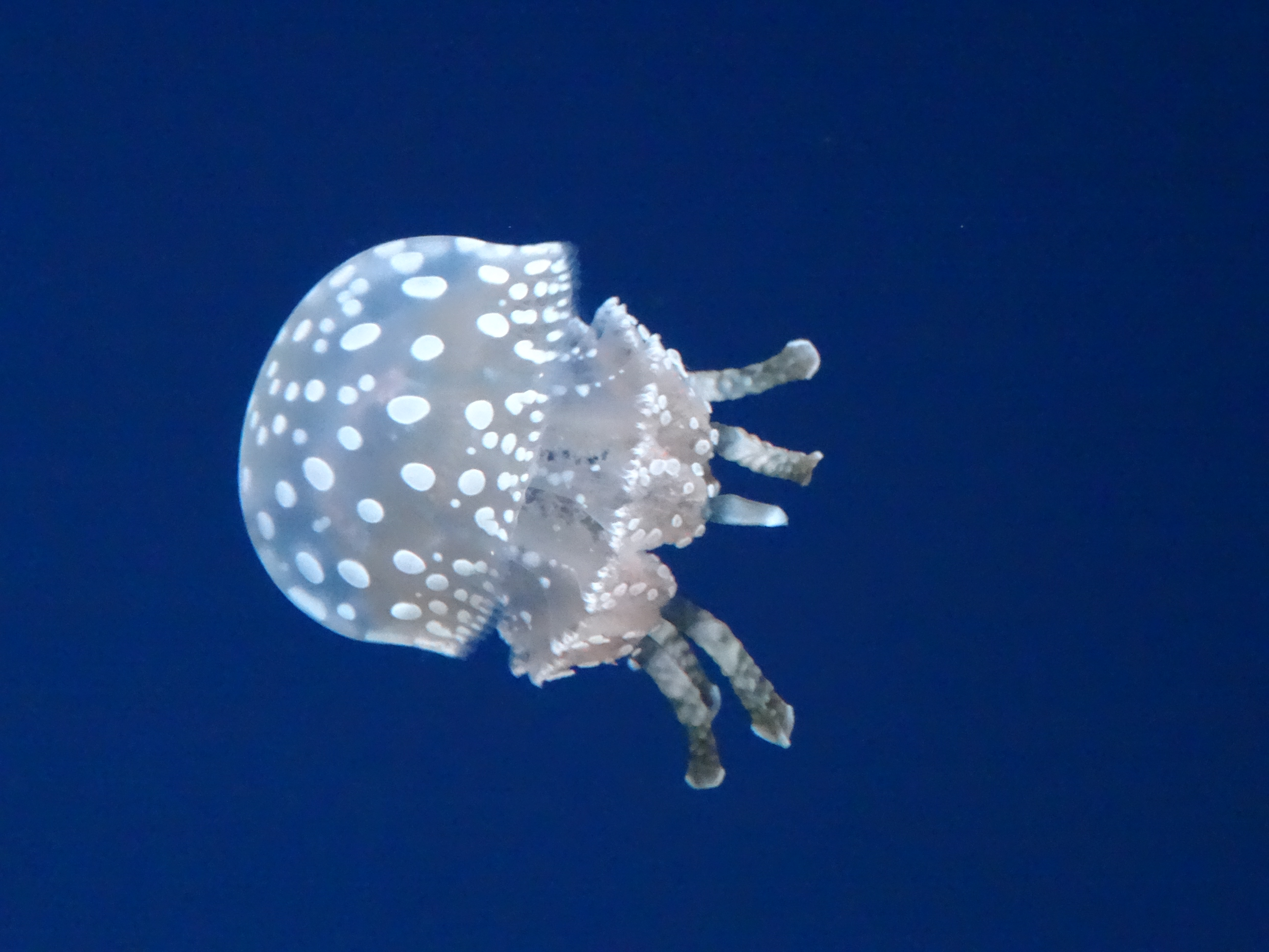 Jellyfish dance photo