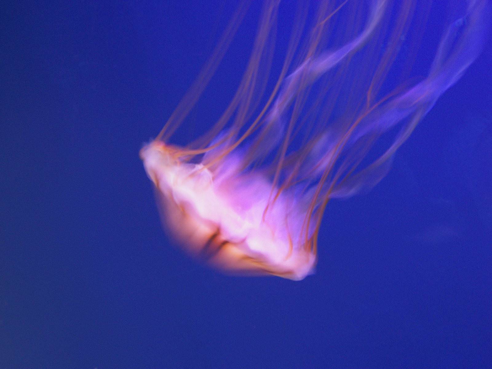 jellyfish dance - jellyfish