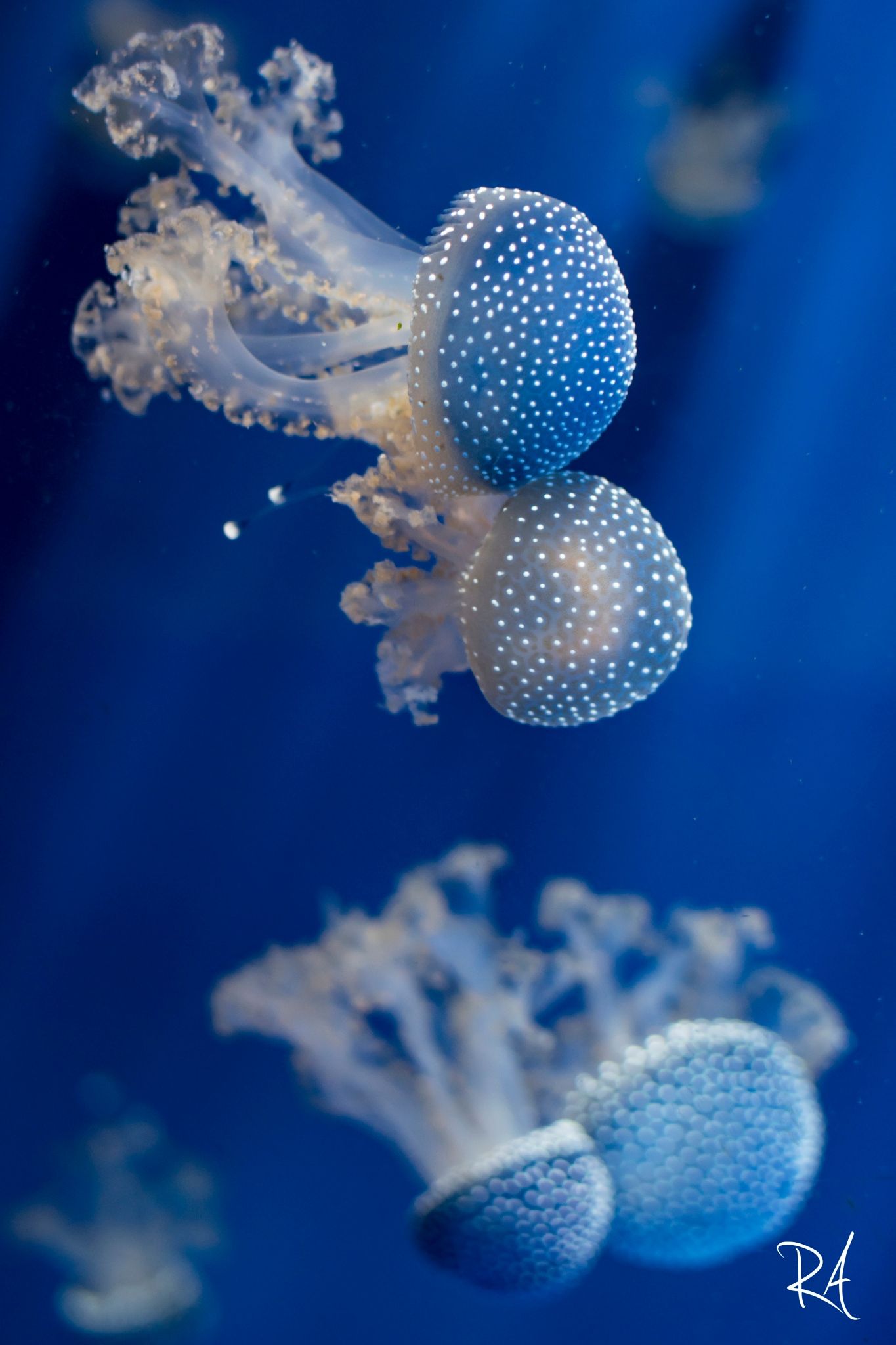 The Jellyfish dance - This shot has been taken in the acquarium of ...