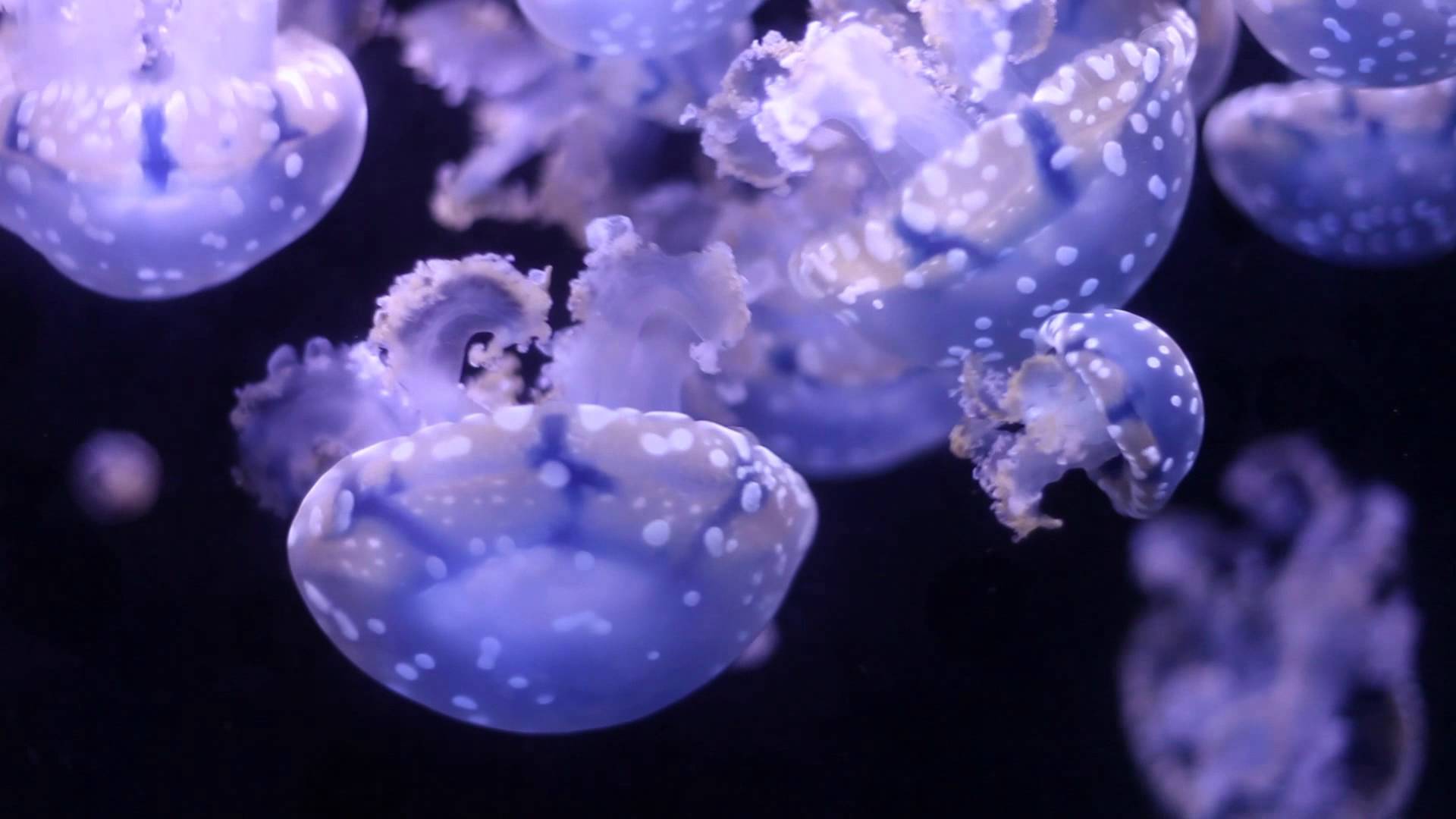 Jellyfish Dance - YouTube