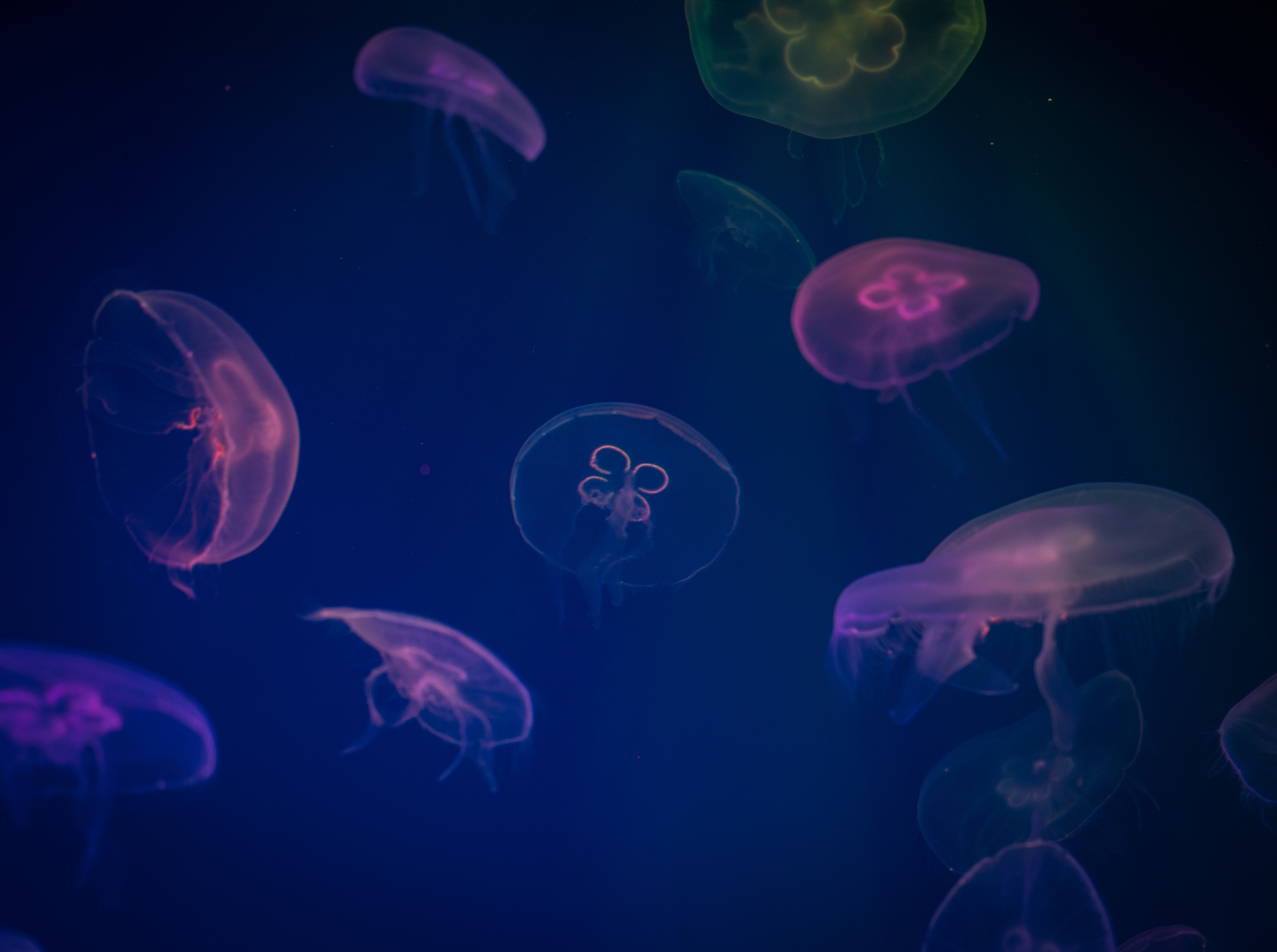 Jellyfish Digital Wallpaper, Aquarium, Biology, Close -up, Colorful, HQ Photo