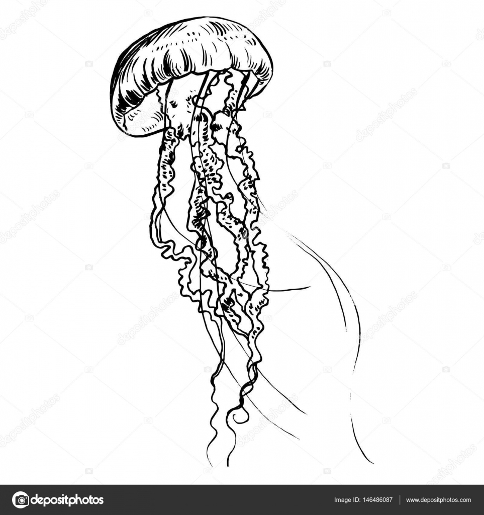 Vector illustration jellyfish. Painted by hand. — Stock Vector ...