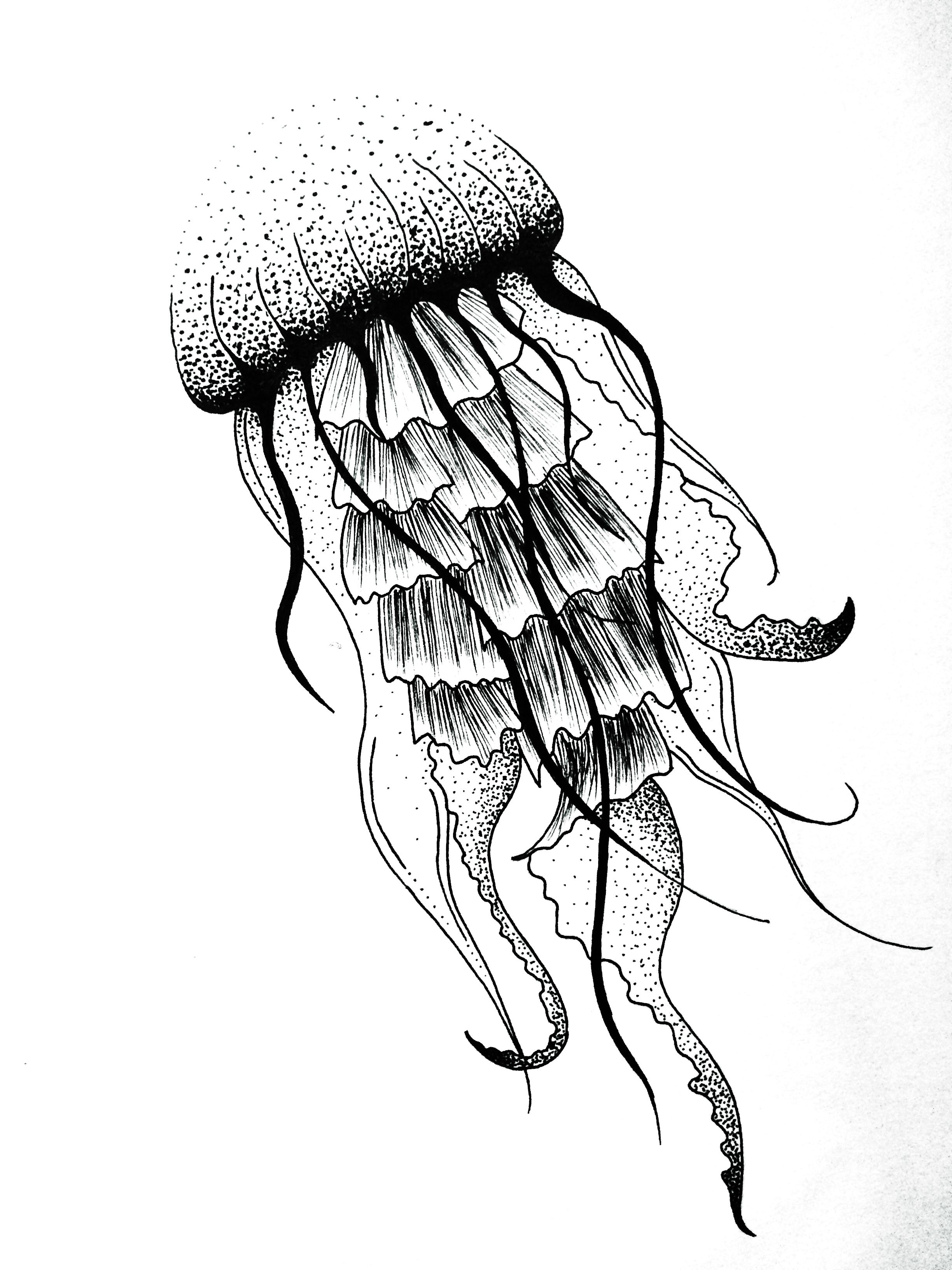 Jellyfish dotwork art design tattoo Jules Verne graphic | Jellyfish ...