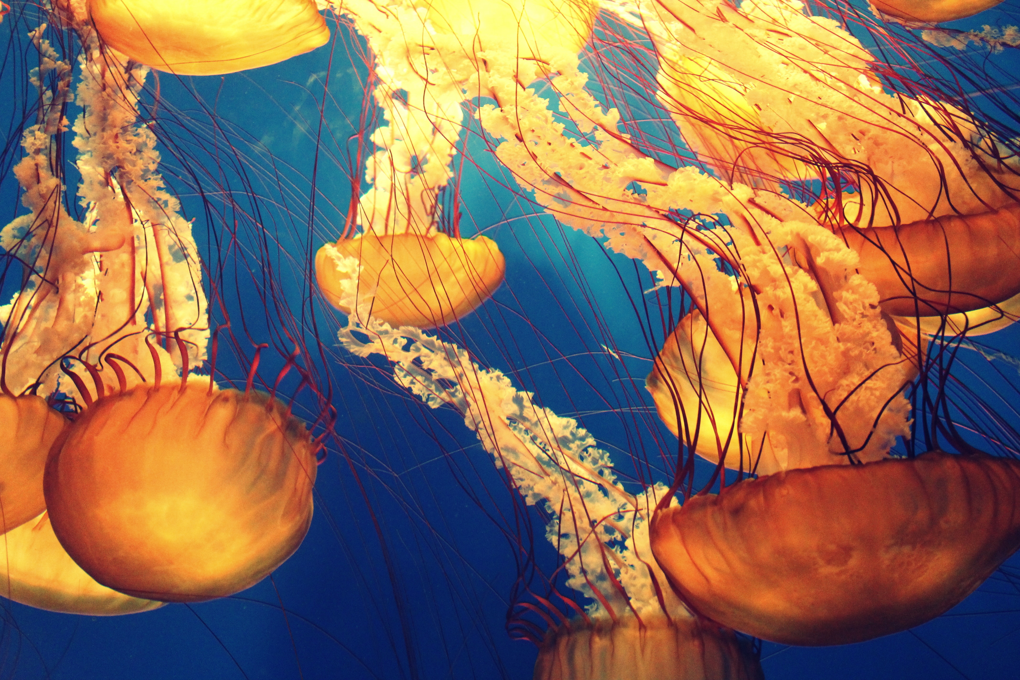 Jellyfish illustration photo