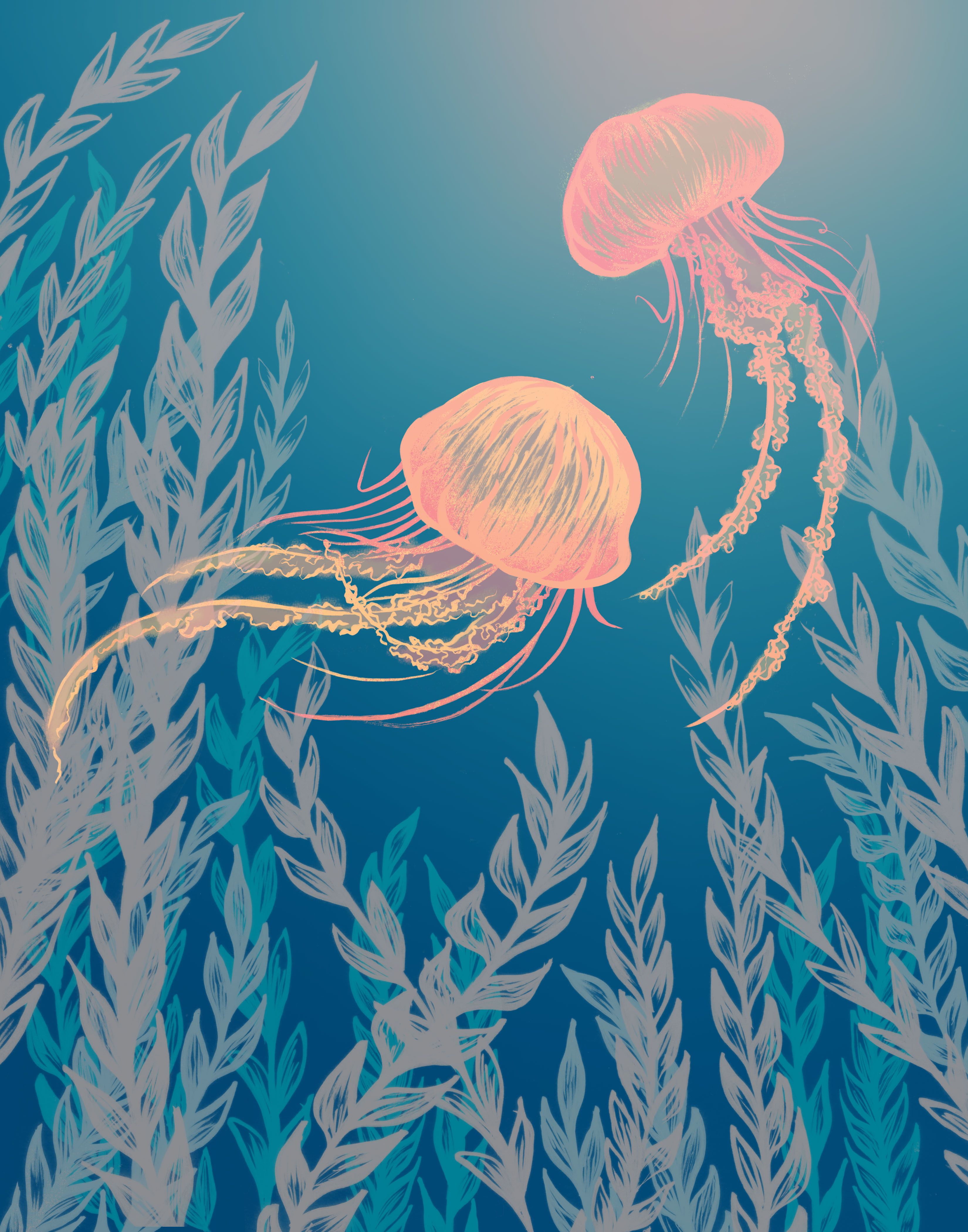JRedmer Illustration » Jellyfish | settling down | Pinterest ...