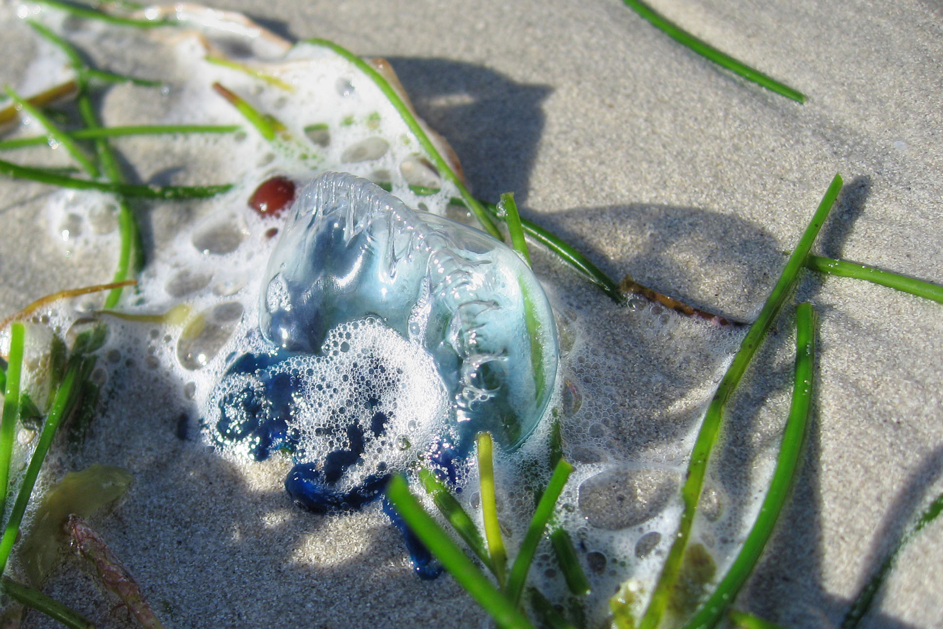 Jellyfish in key west, florida photo
