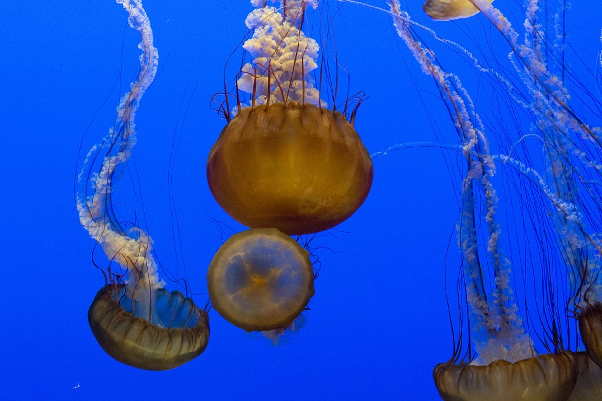 Jellyfish in the ocean photo