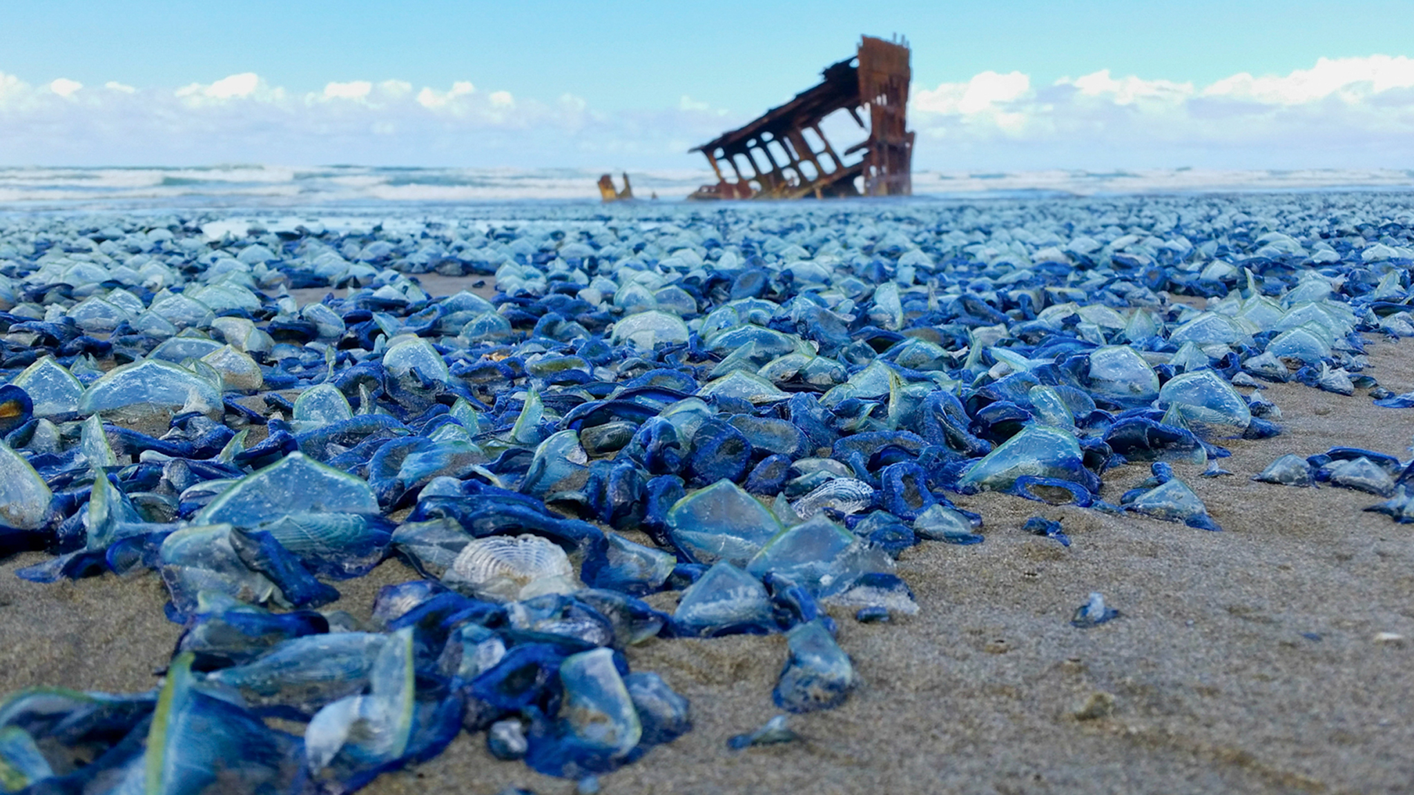 Pictures: Billions of Blue Jellyfish Wash Up on American Beaches