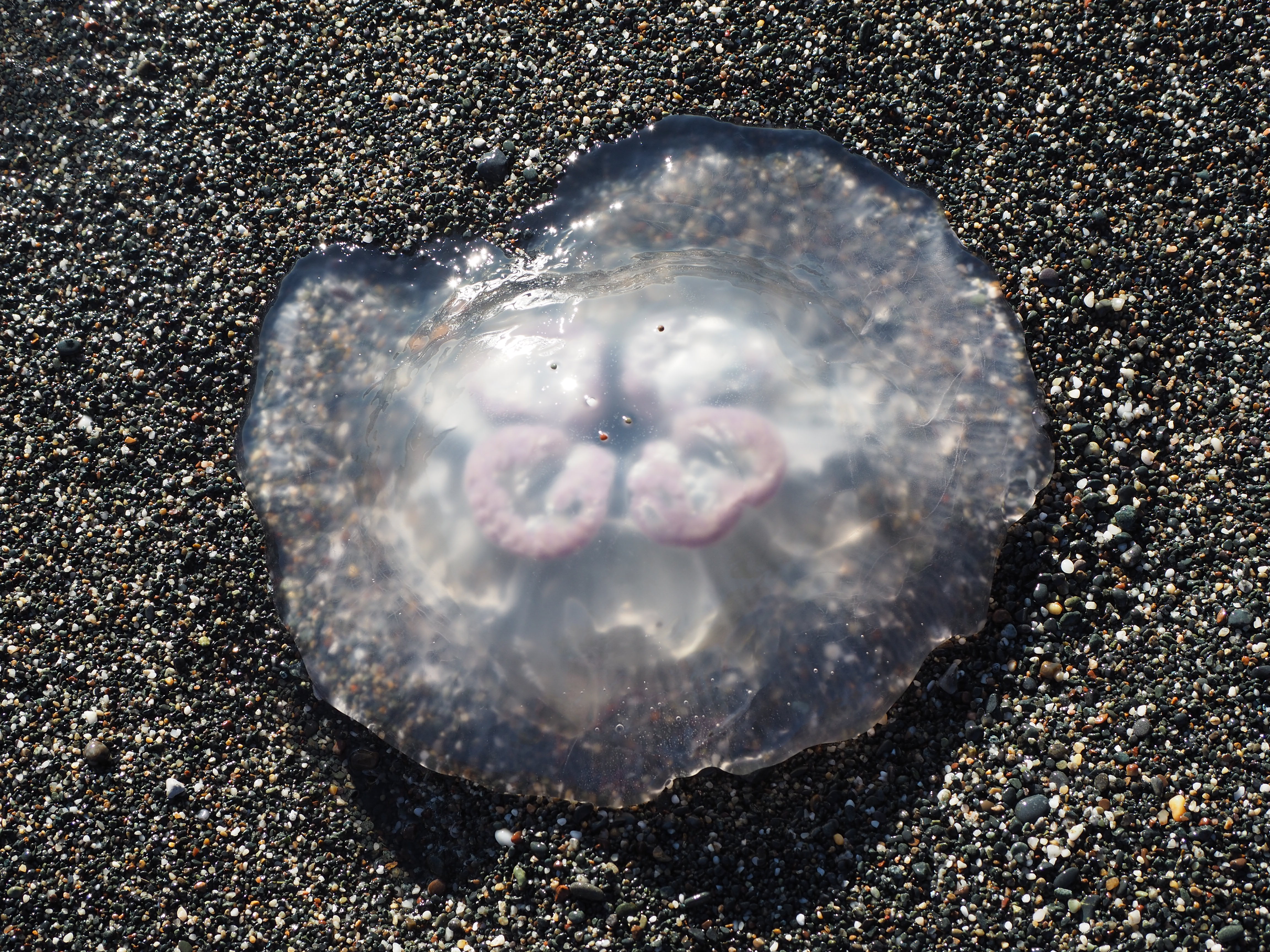 Moon Jellies – some washed up at Pebble Beach. – Mendonoma Sightings