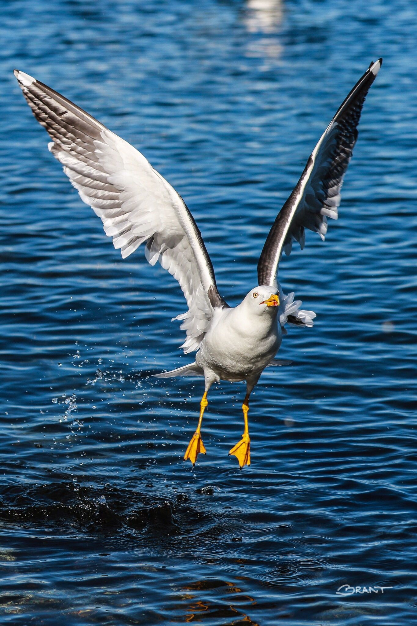 Seagull by Brant Fageraas | Ŧєคt♄єгє๔ Ŧгίєภ๔ร | Pinterest | Bird ...