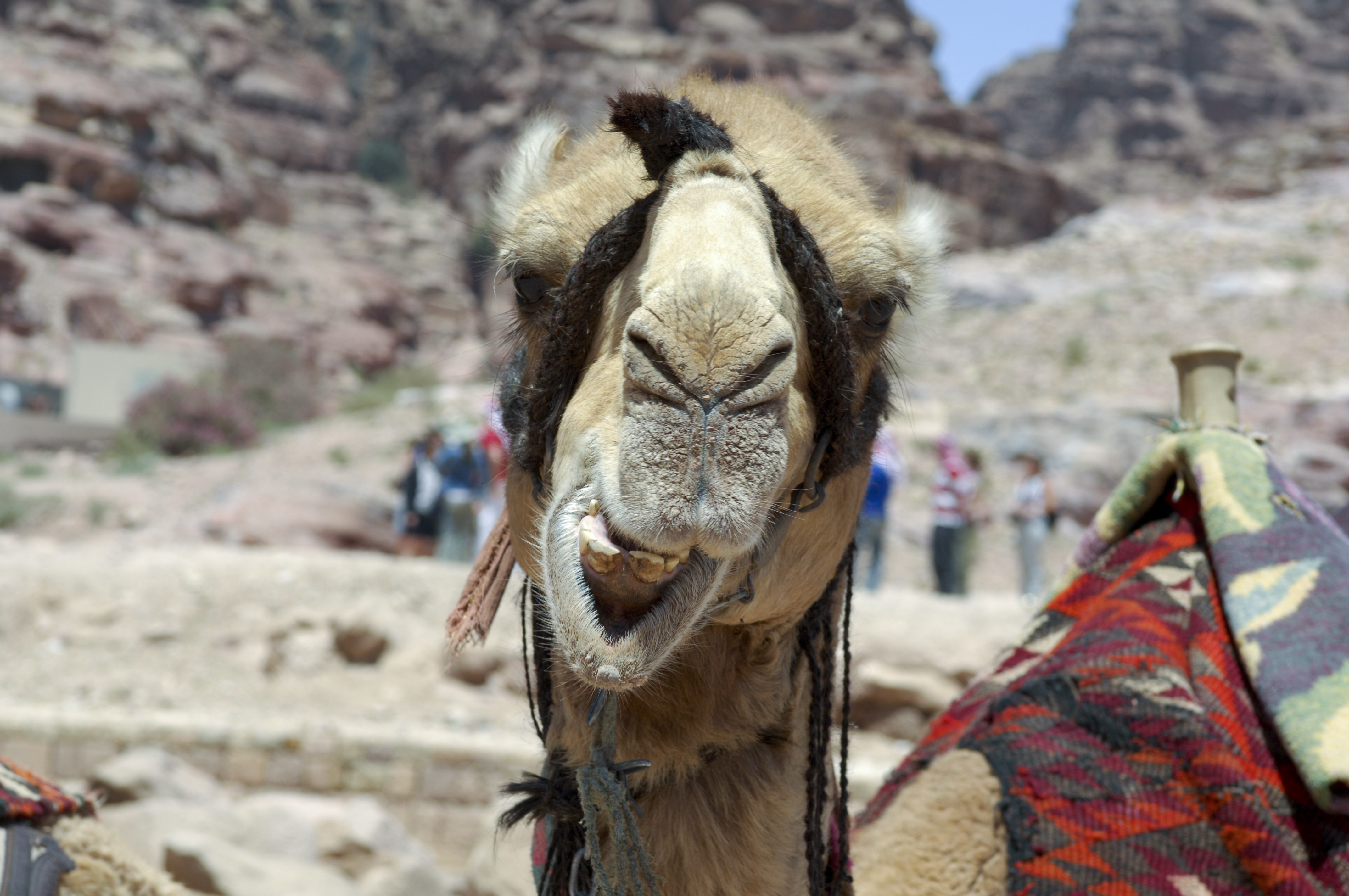 File:Camel, close-up (Petra, Jordan).jpg - Wikimedia Commons