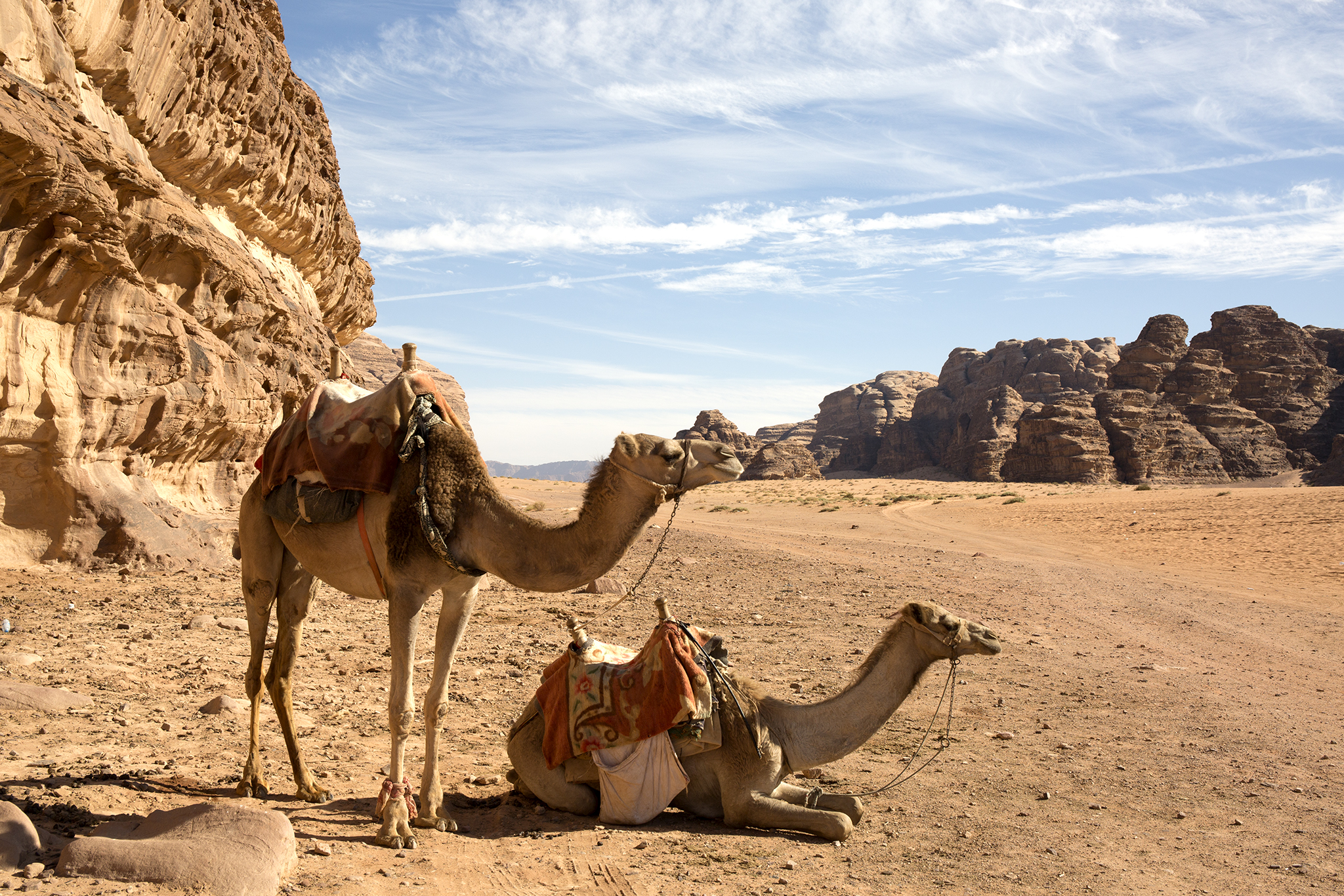 Top Five Animal Encounters in Jordan