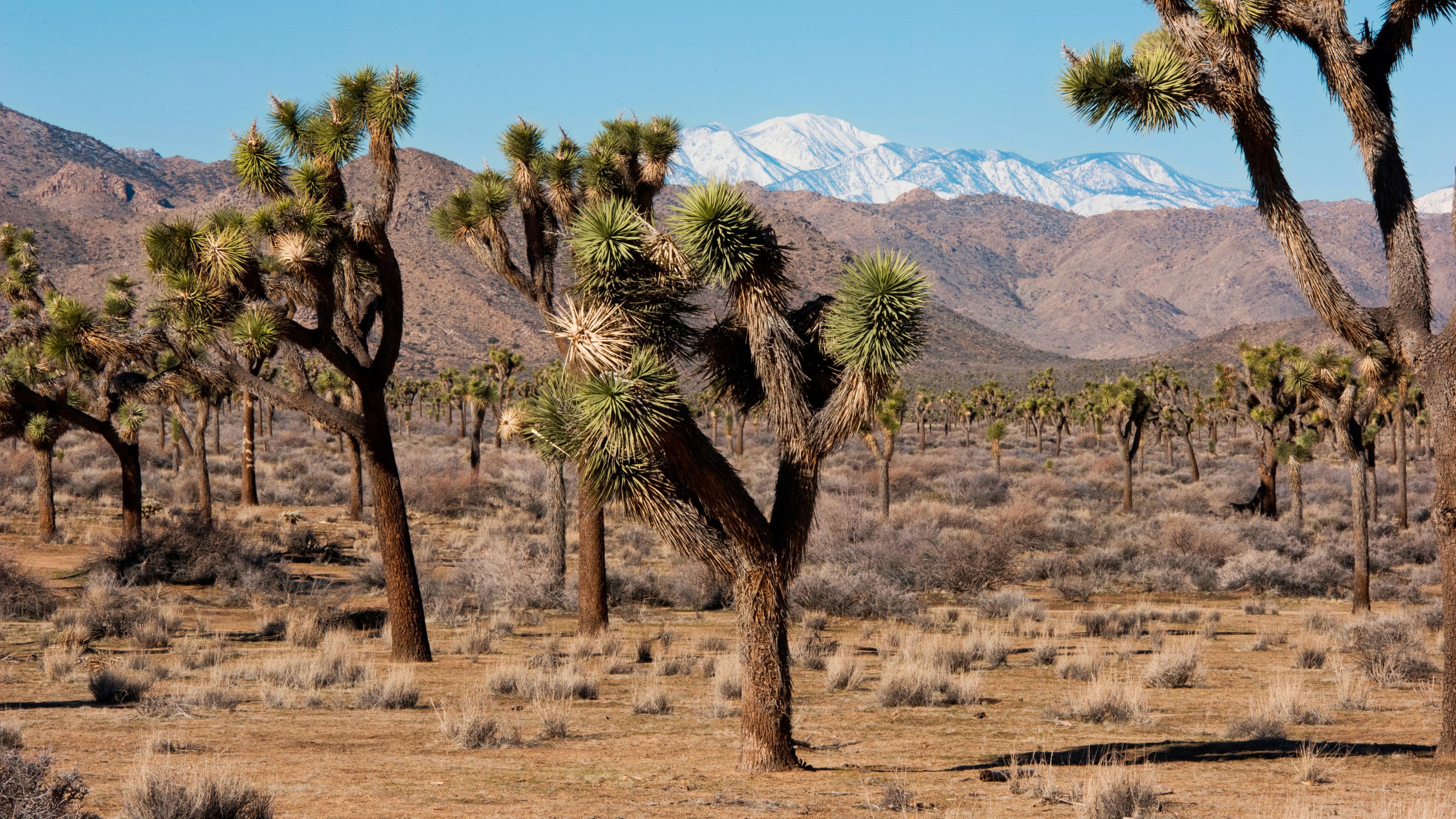 Joshua Tree National Park: Best things to do on your visit | CNN Travel