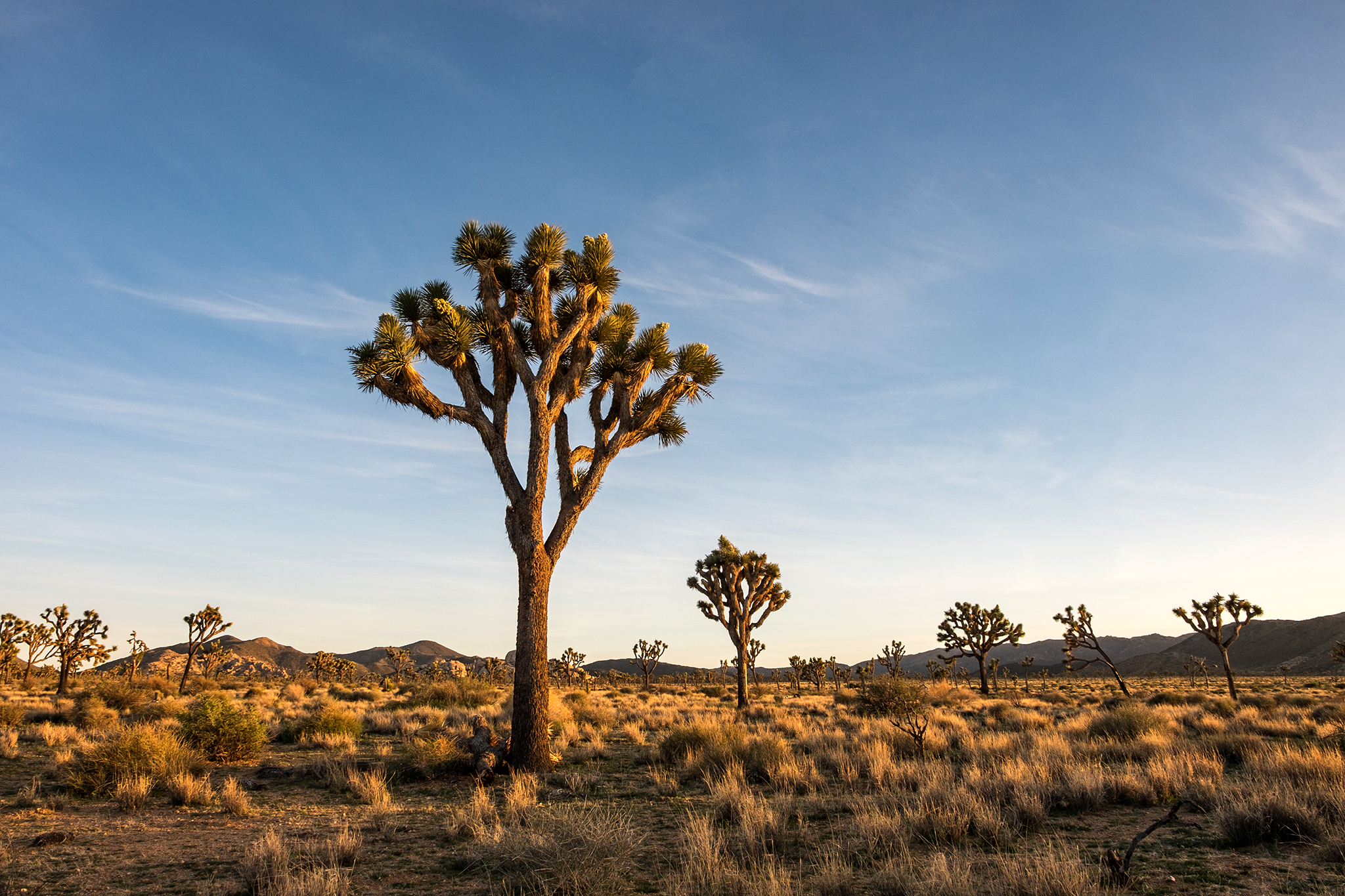 Joshua Tree: Vast Desert and Rugged Rock