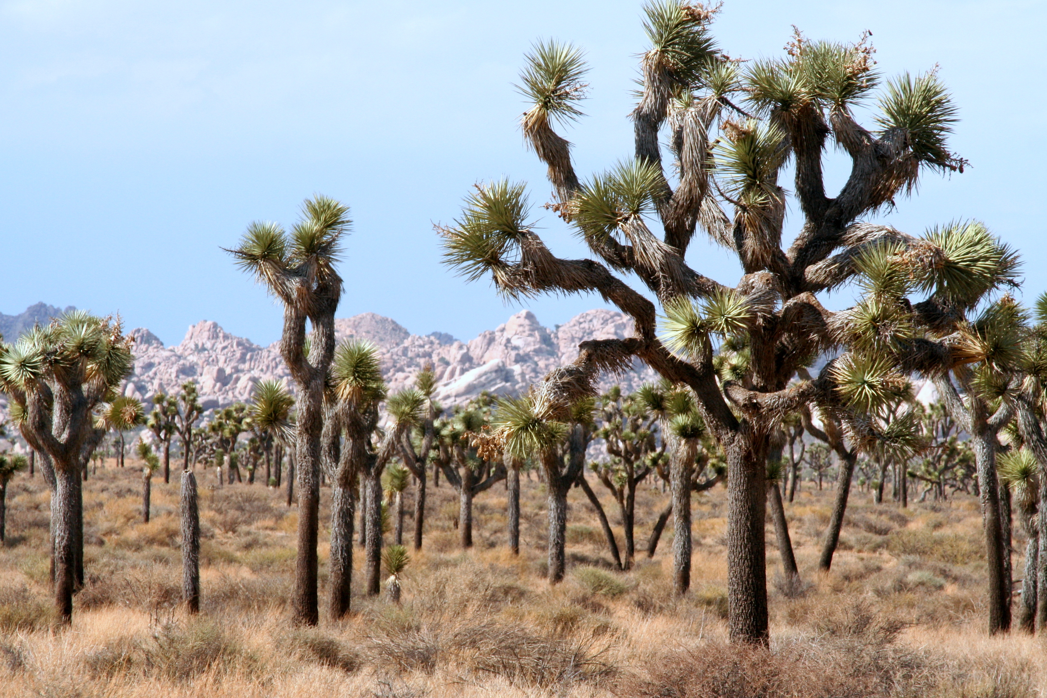 Spiky Leaves of the Joshua Tree – Travel with Intent