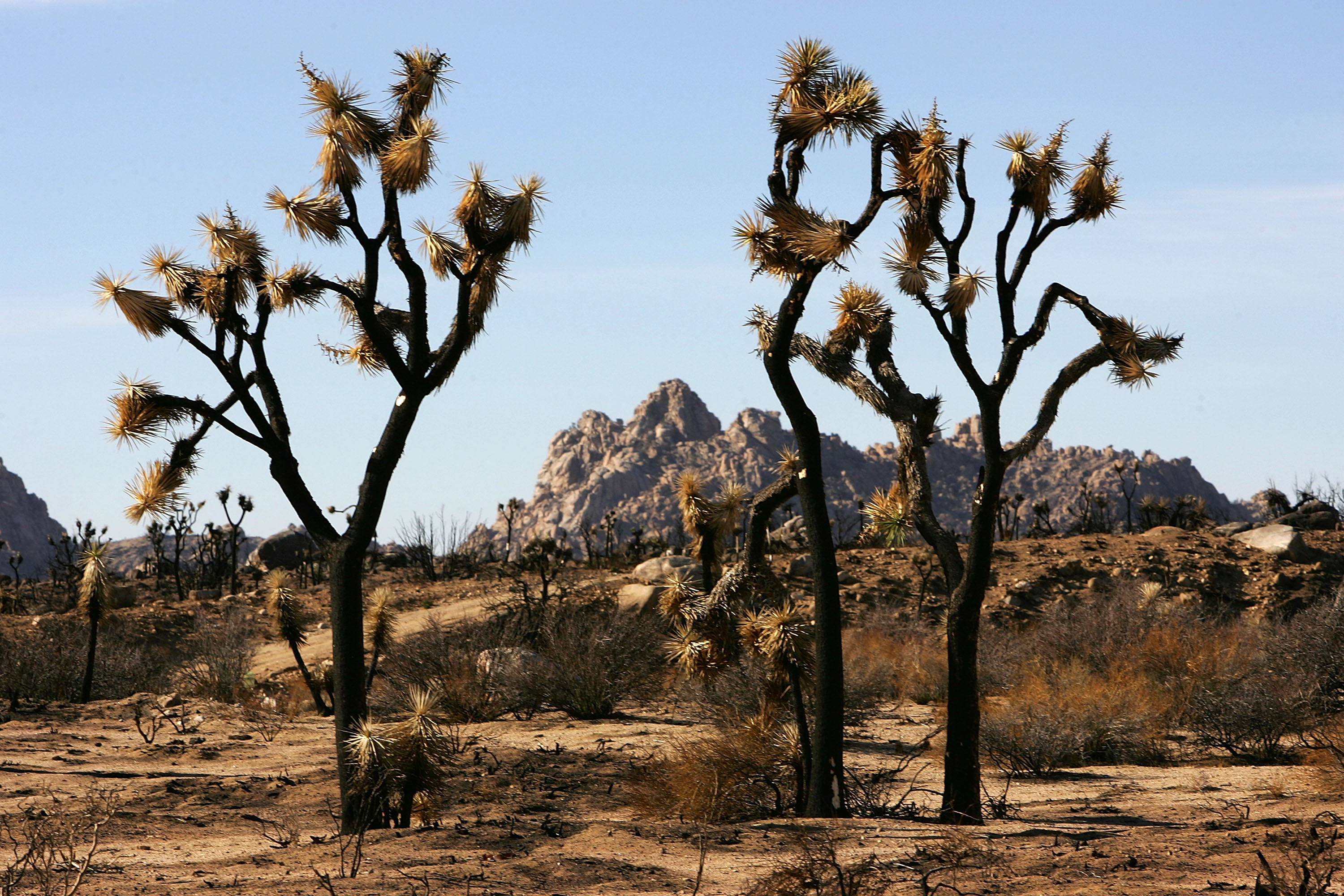Scientists crowdfund to save the Joshua tree by sequencing its genome
