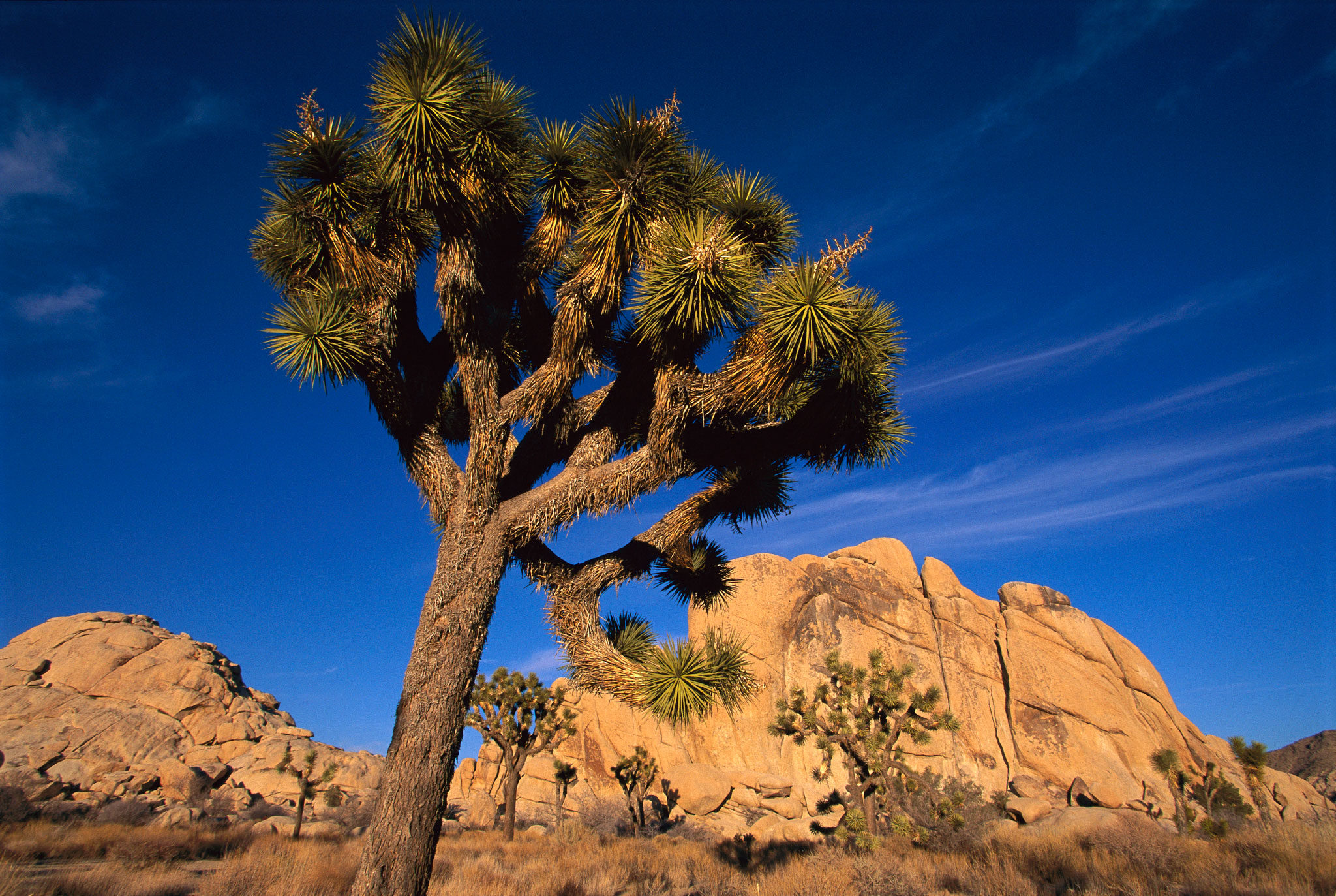 Climate Change Threatens an Iconic Desert Tree