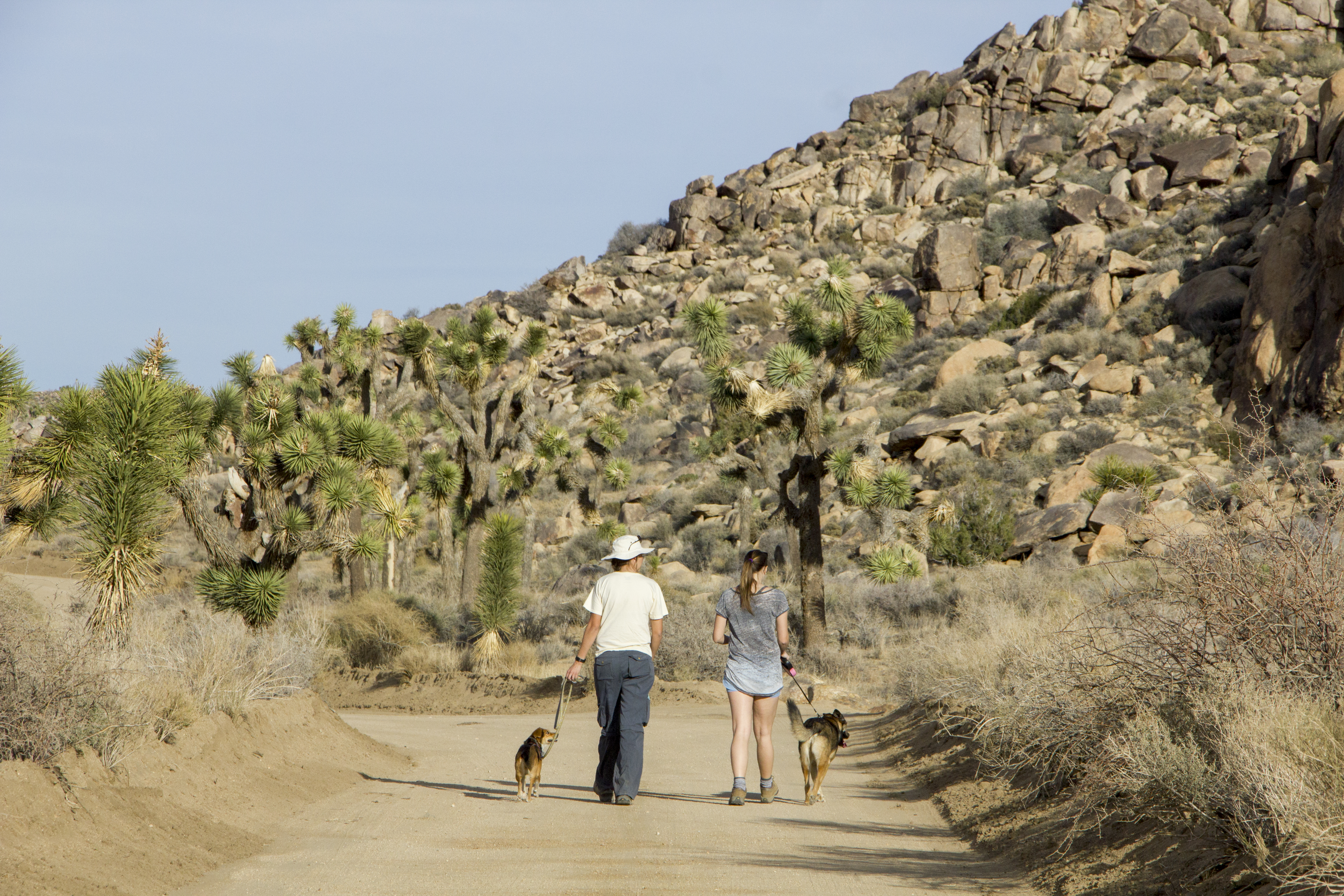 Joshua Tree National Park (U.S. National Park Service)