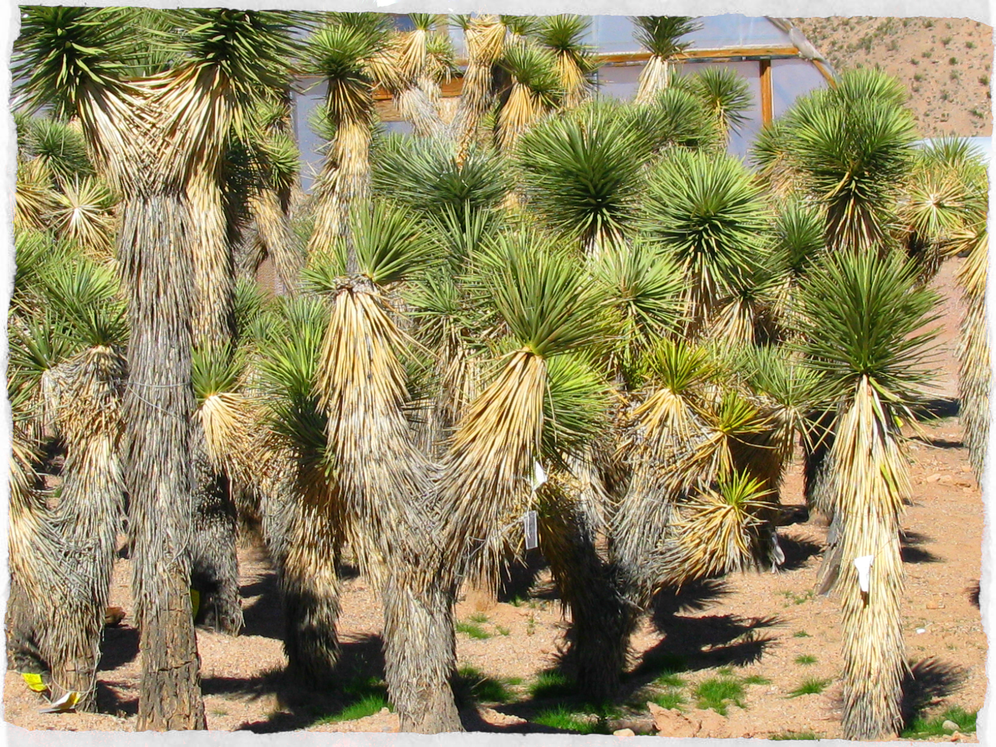 Joshua Trees | Cactus Joe's Las Vegas Nursery