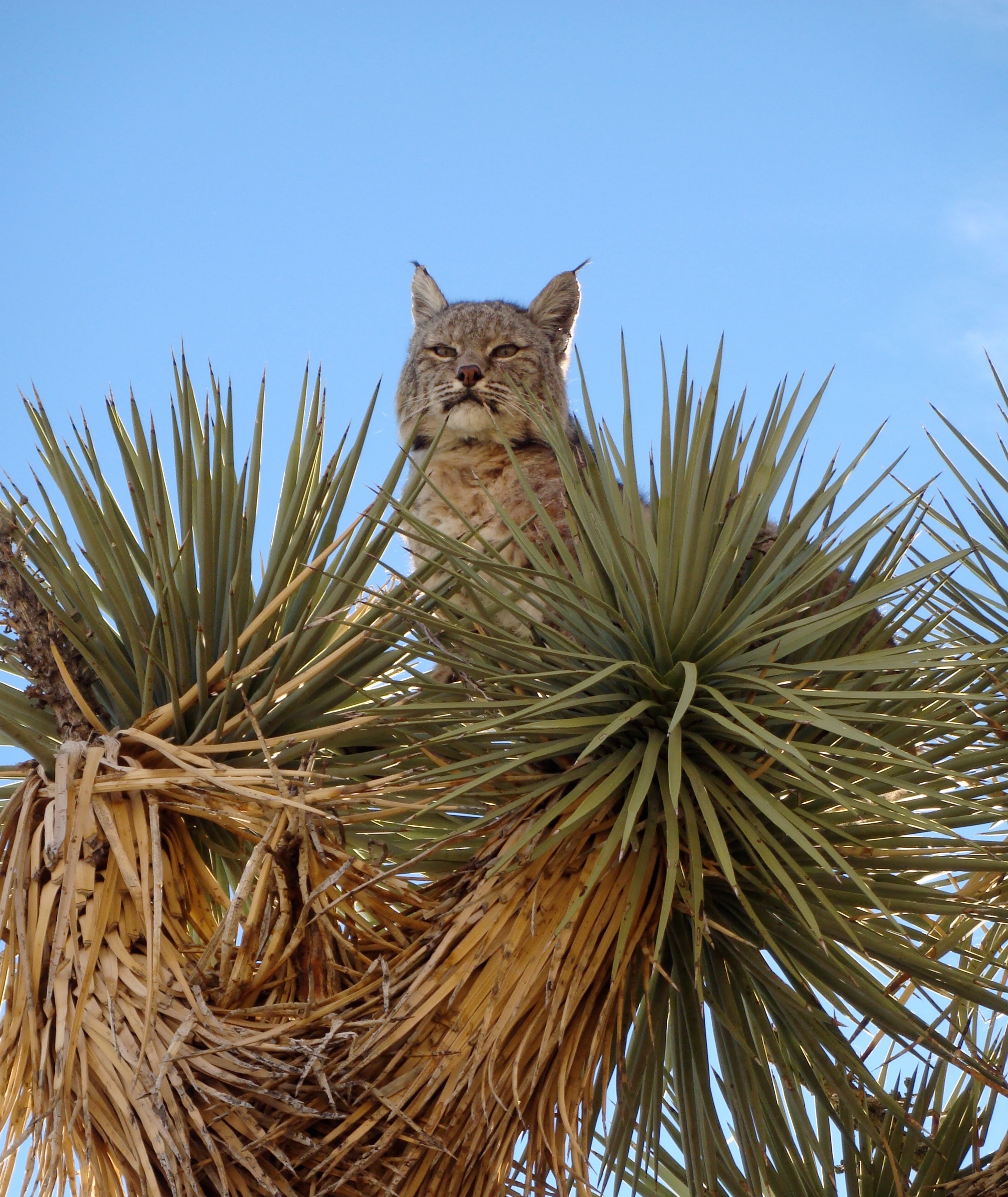 Where have all the bobcats gone? – For The Curious