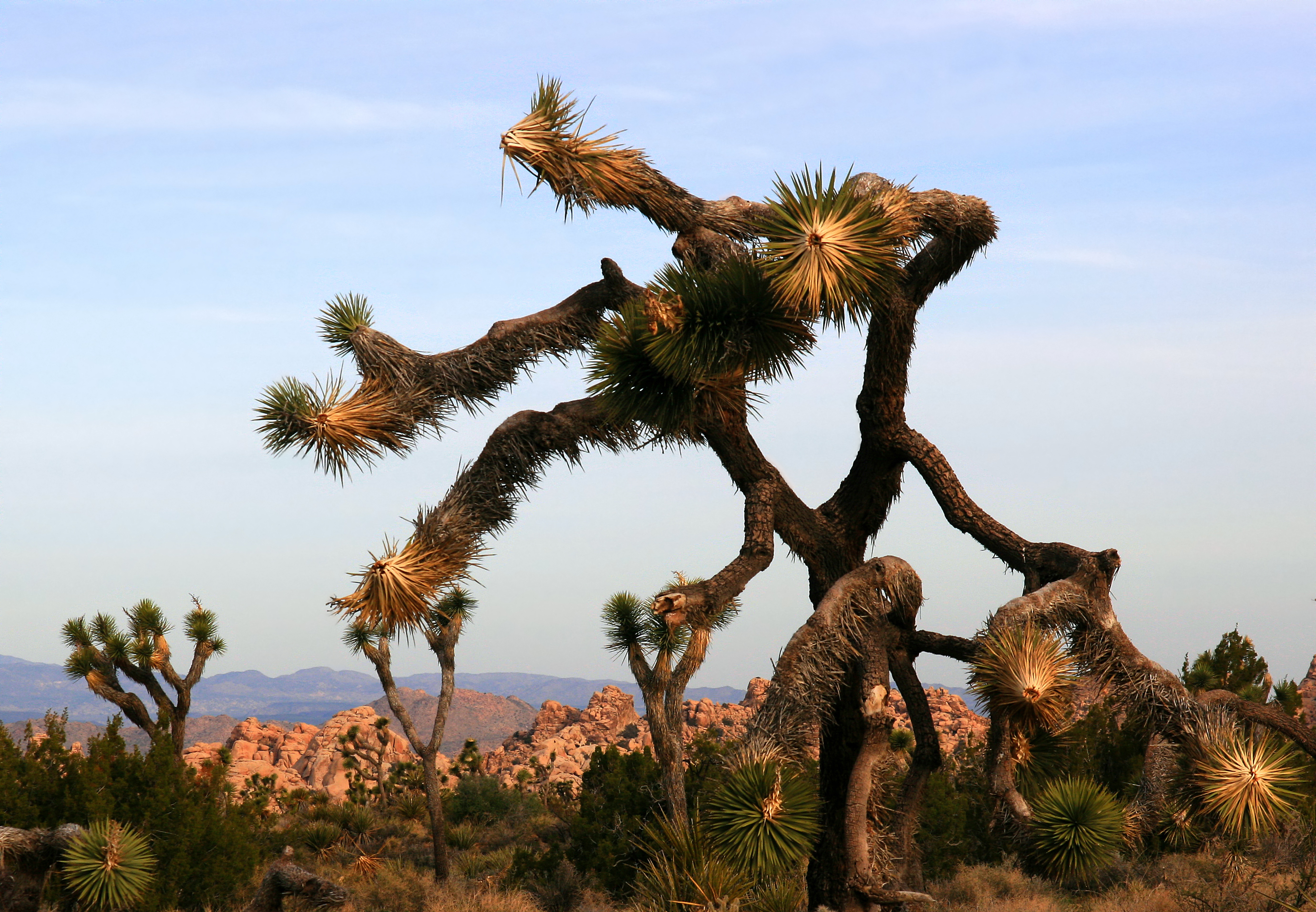 File:Joshua Trees Yucca brevifolia in Joshua Tree National Park.jpg ...
