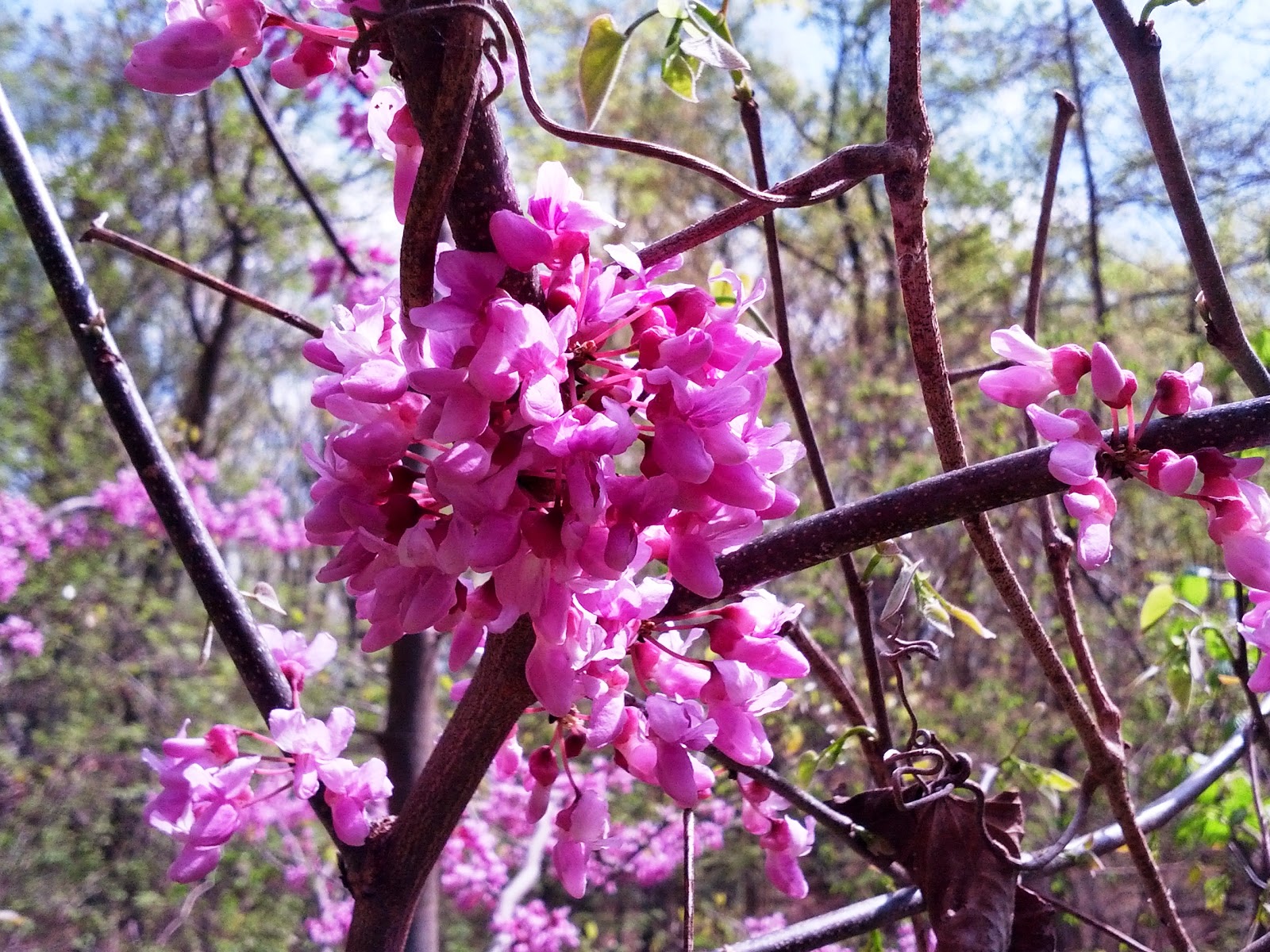 Capital Naturalist by Alonso Abugattas: Eastern Redbud and the ...