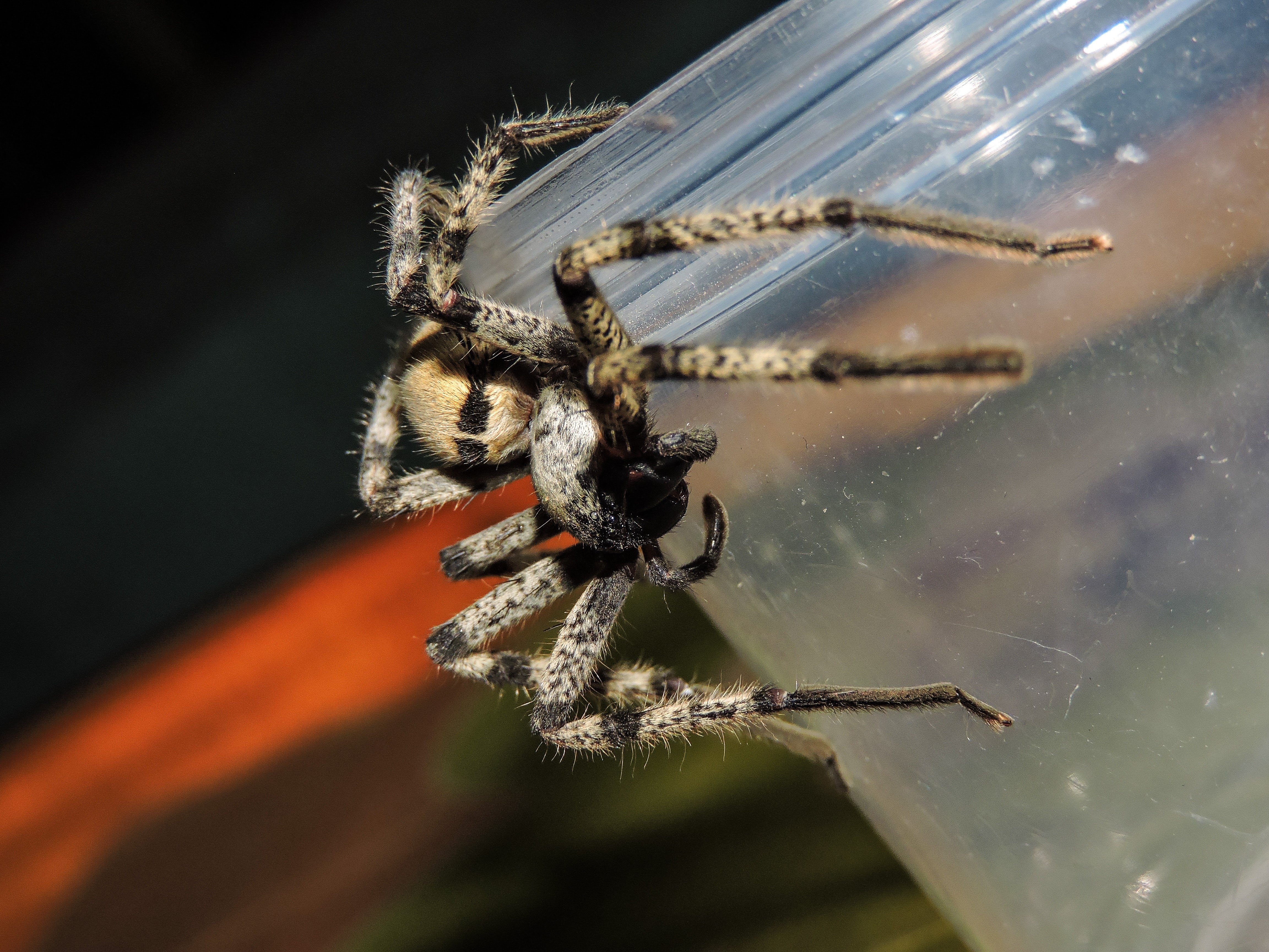 Jumping spider photo
