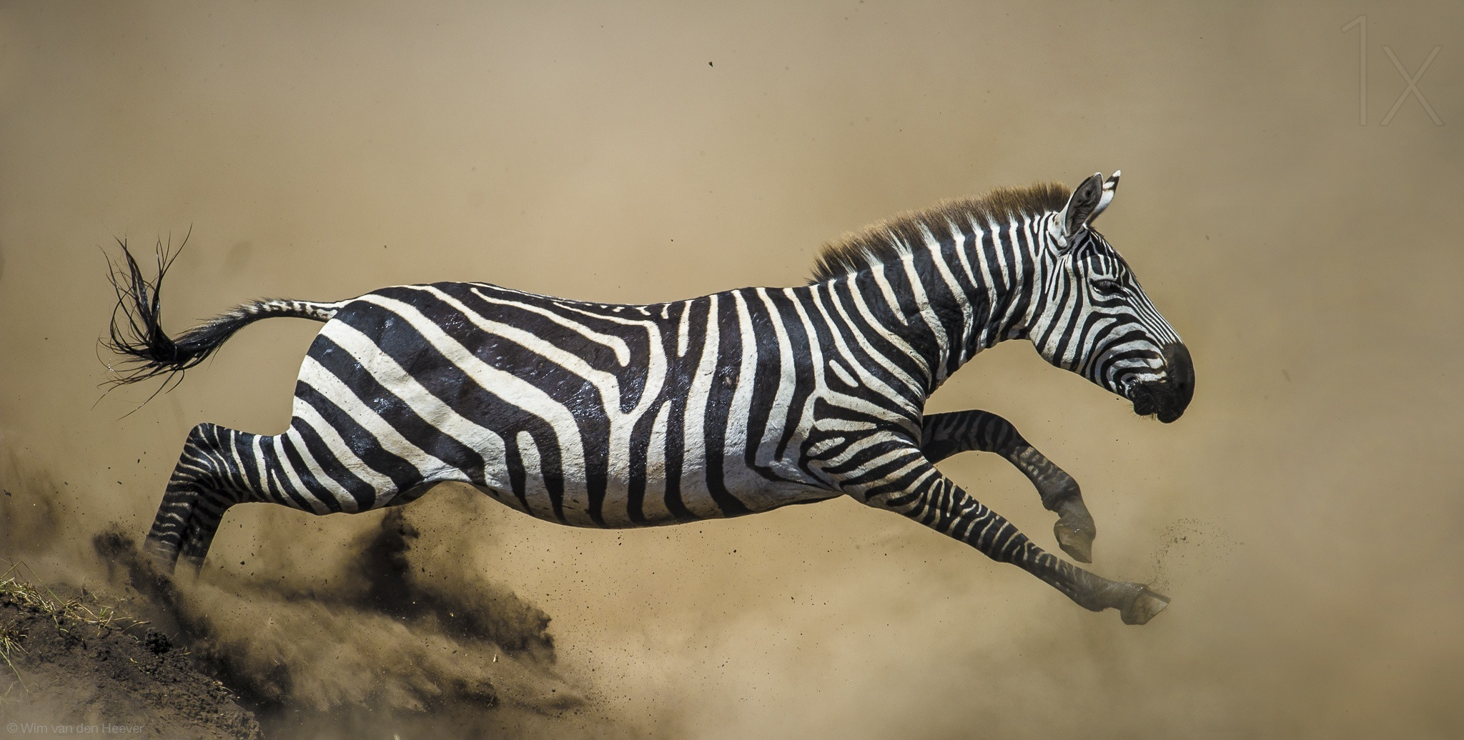 Stunning photo of jumping zebra. : pics