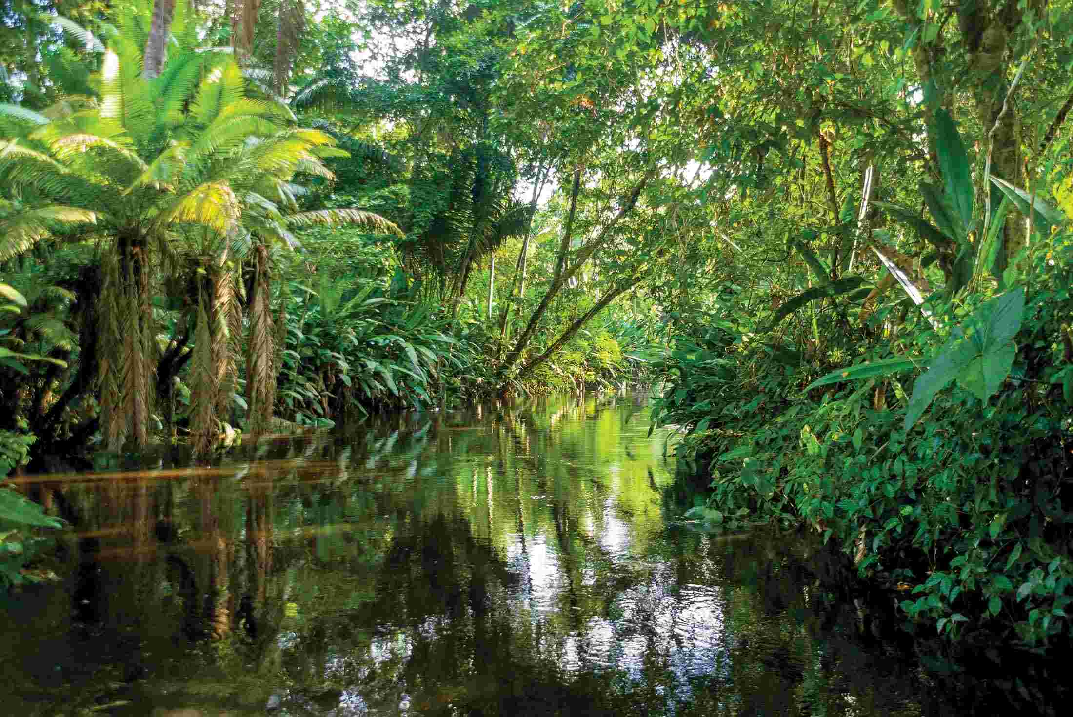 Amazon Jungle Explorer overview | Amazon Jungle Explorer EN-US