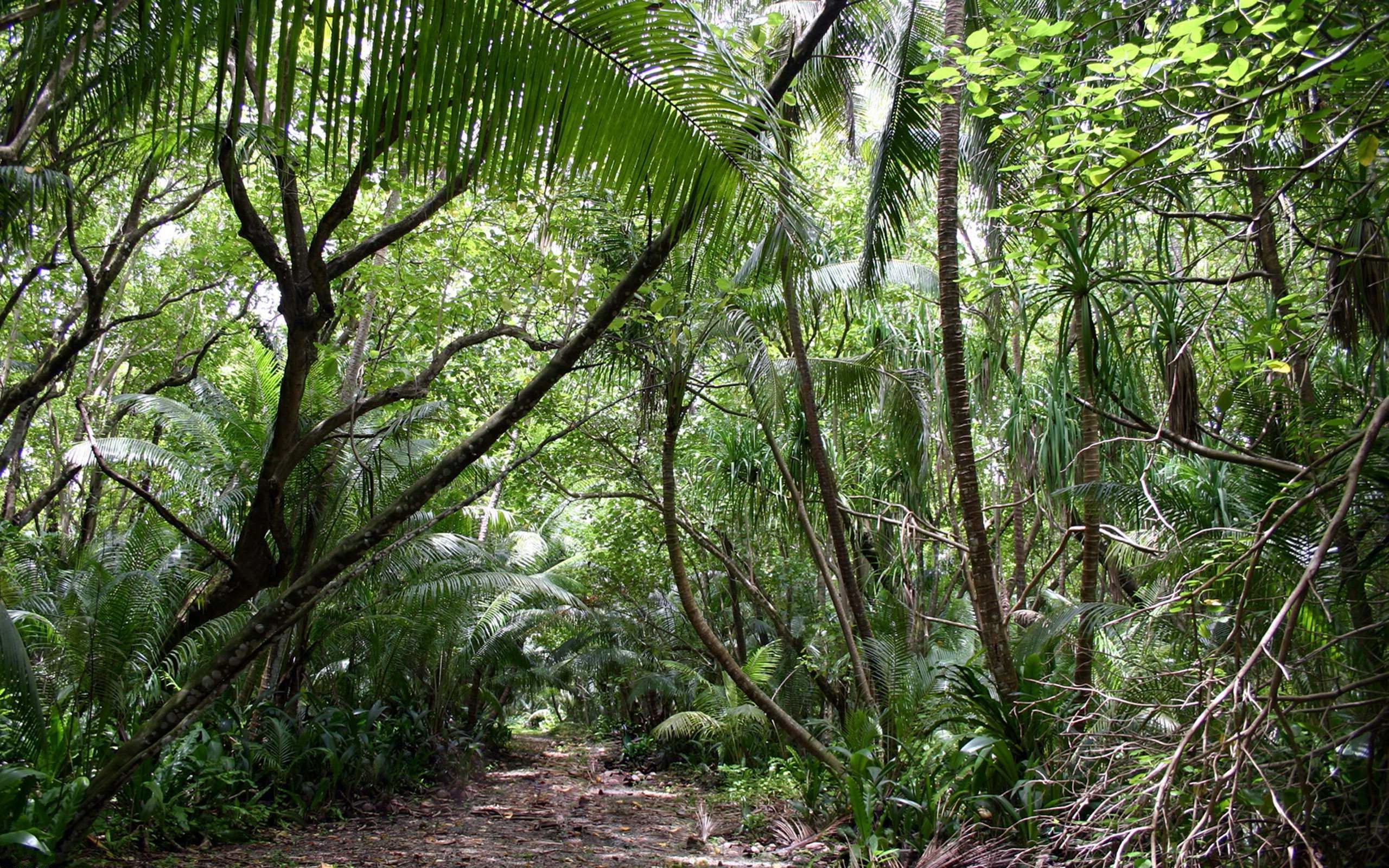 Jungle / 2560 x 1600 / Nature / Photography | MIRIADNA.COM
