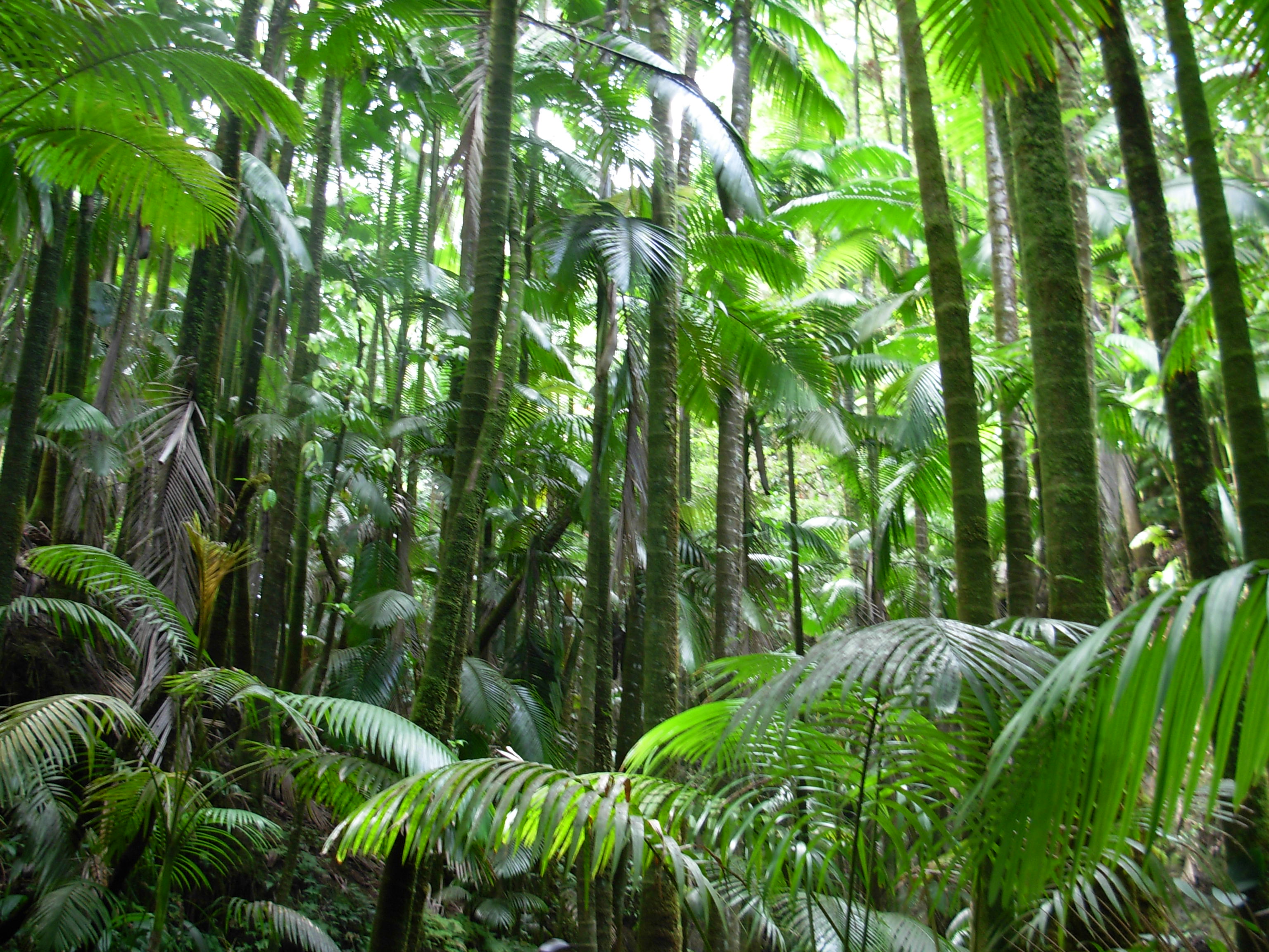 File:Flickr - brewbooks - Palm Jungle - Hawaii Tropical Botanical ...