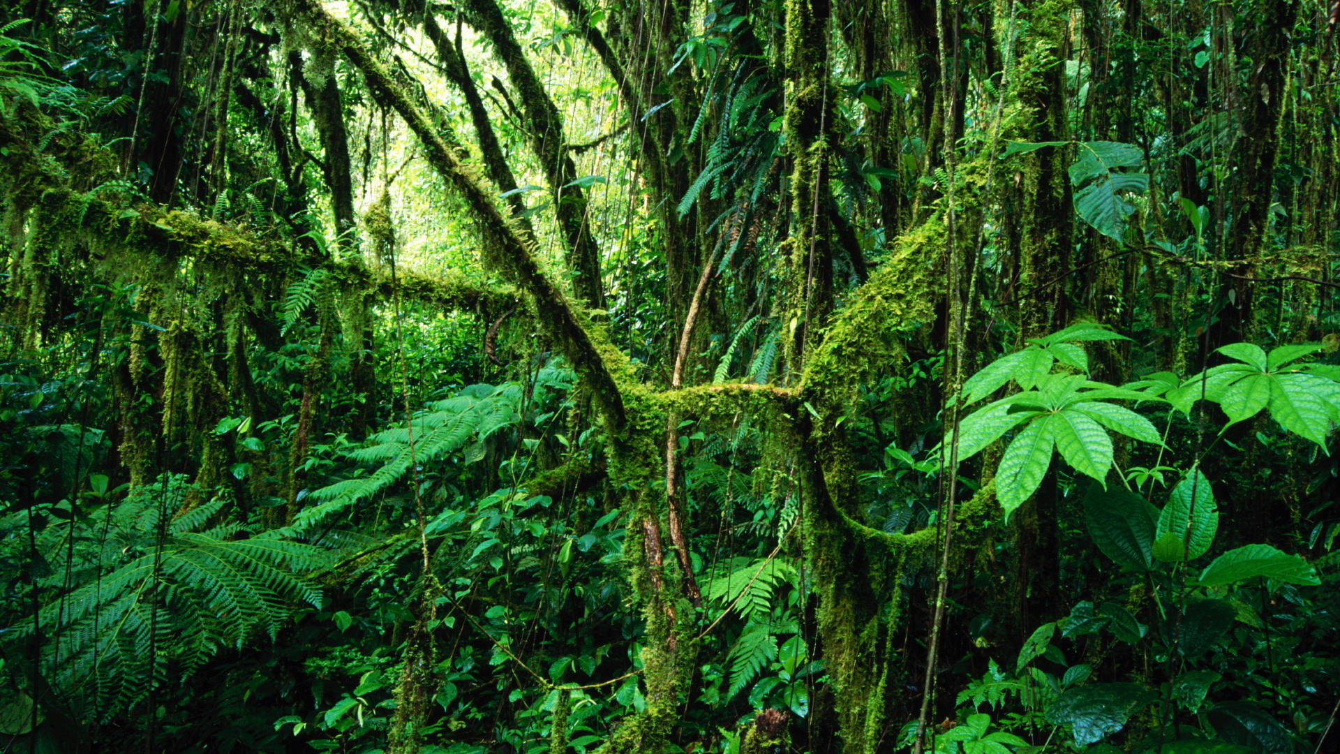 It's a Jungle Out There – 8 Ways to Get Your Content Noticed - RODA ...