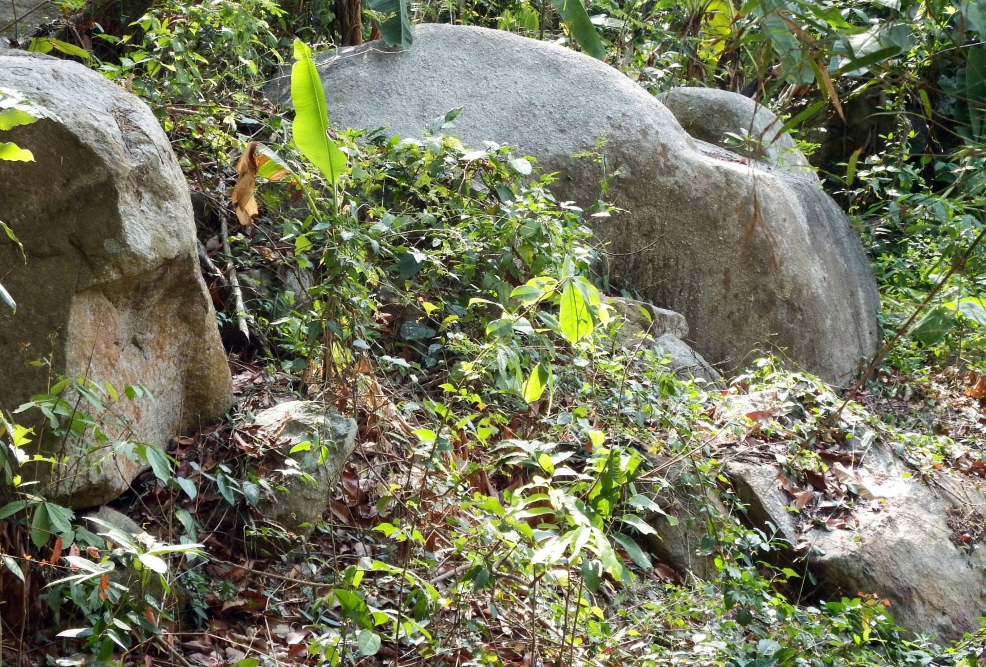 Jungle Boulders Free Stock Photo - Public Domain Pictures
