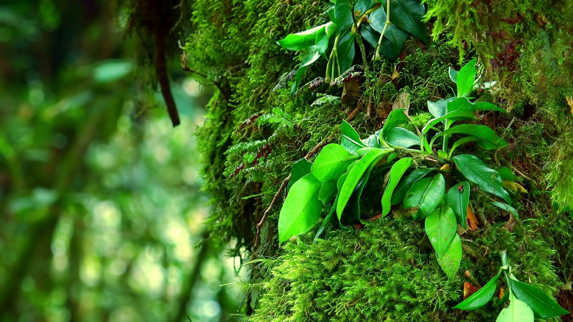 Close-up of green fuzzy moss and leaves growing on trunk of exotic ...