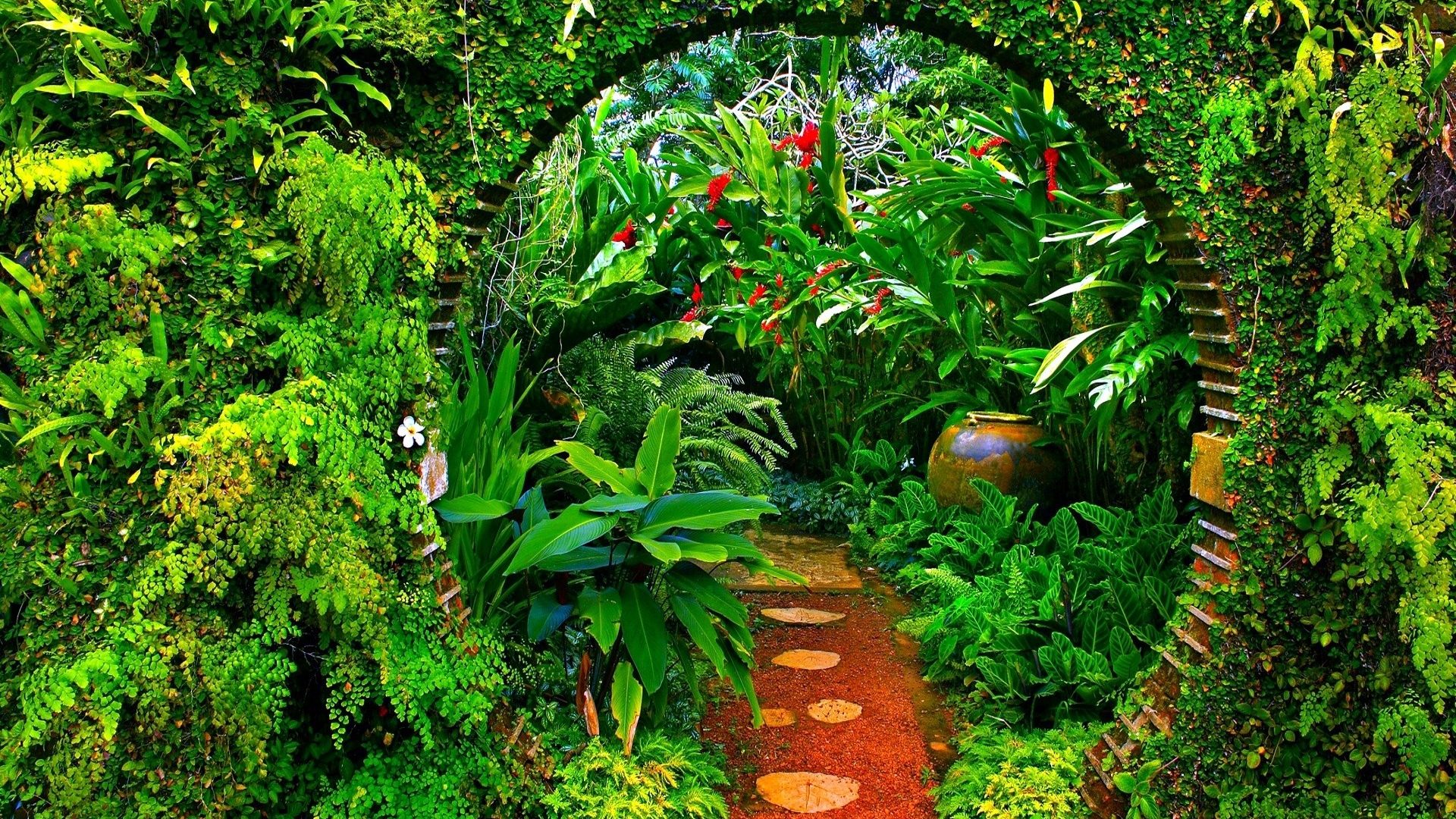 Forest: Jungle Bow Botanical Garden Plants Path Green Amazon Forest ...