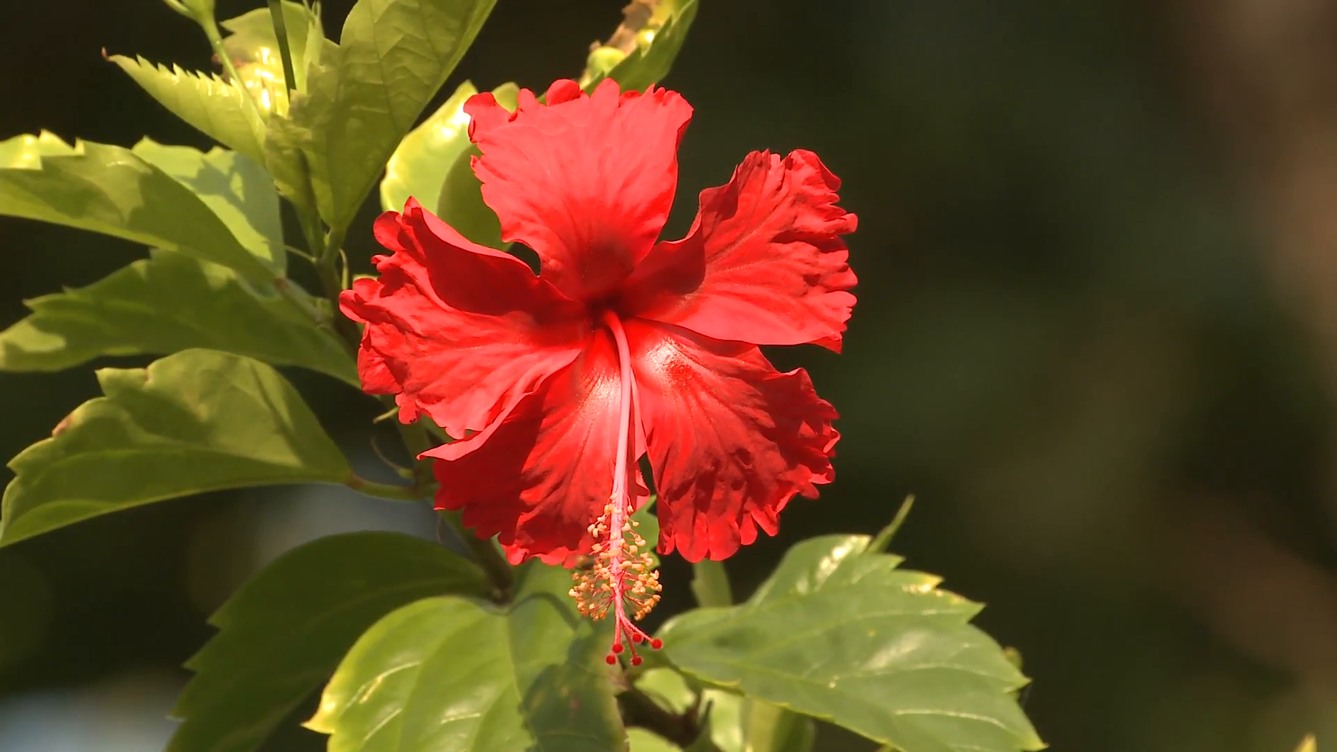 Beautiful tropical jungle flower. Stock Video Footage - Videoblocks