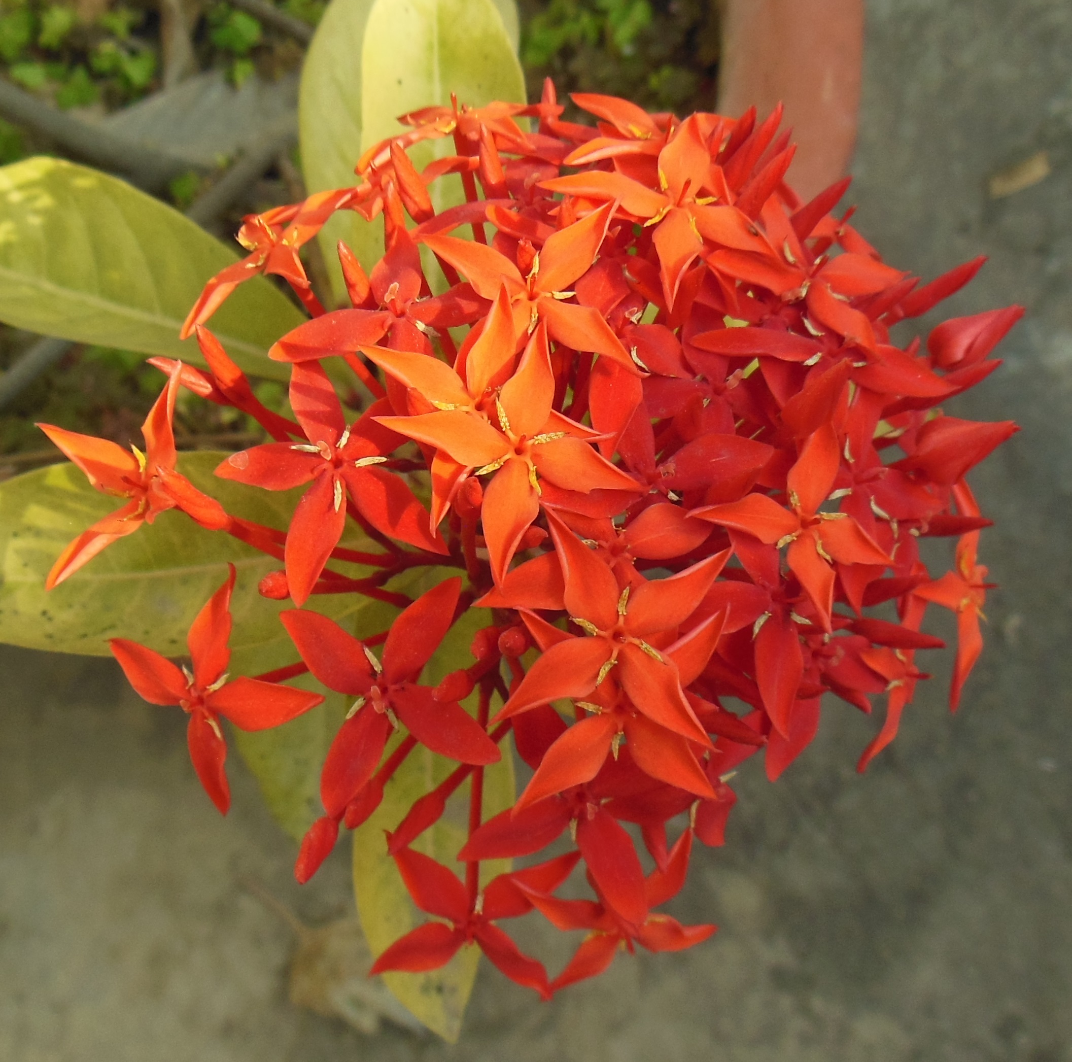 File:Ixora coccinea- jungle geranium.JPG - Wikimedia Commons