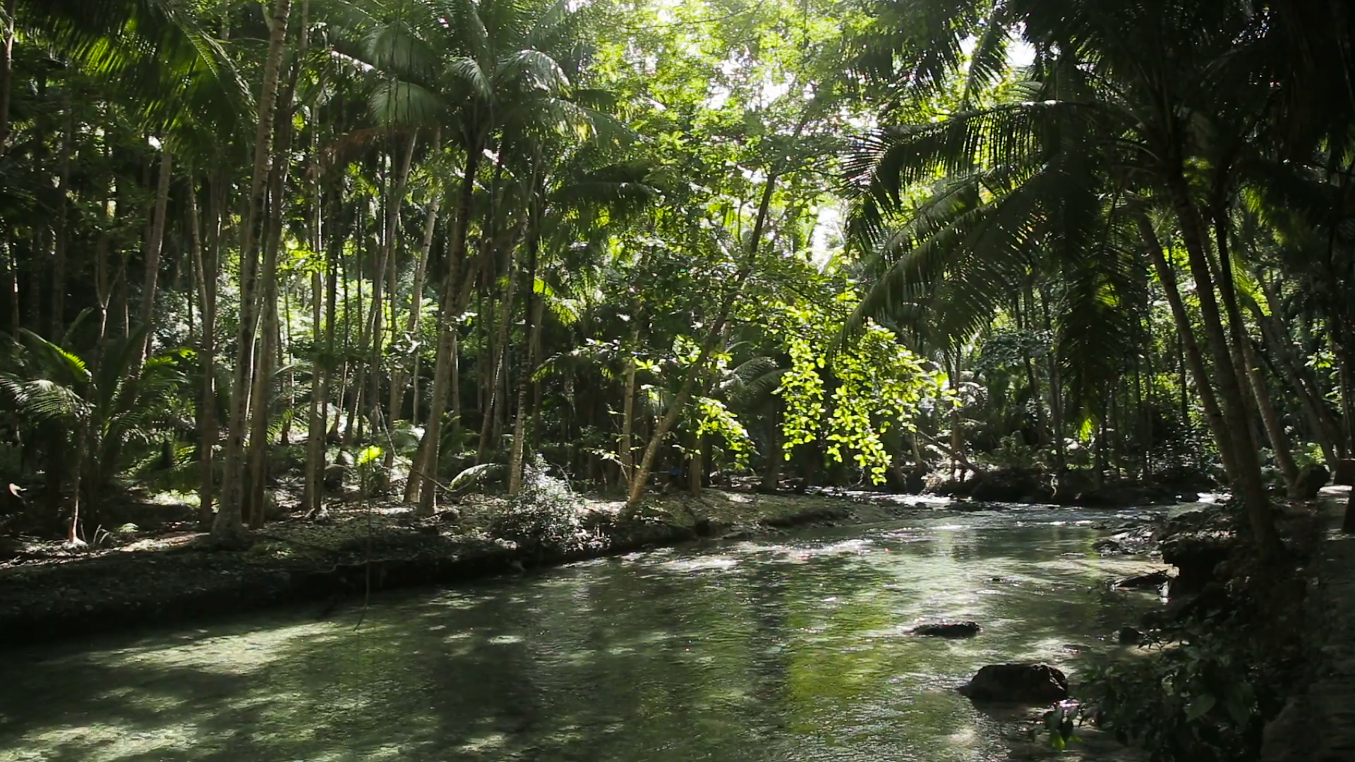 The river flows through the rainforest in the jungle. Tropical river ...