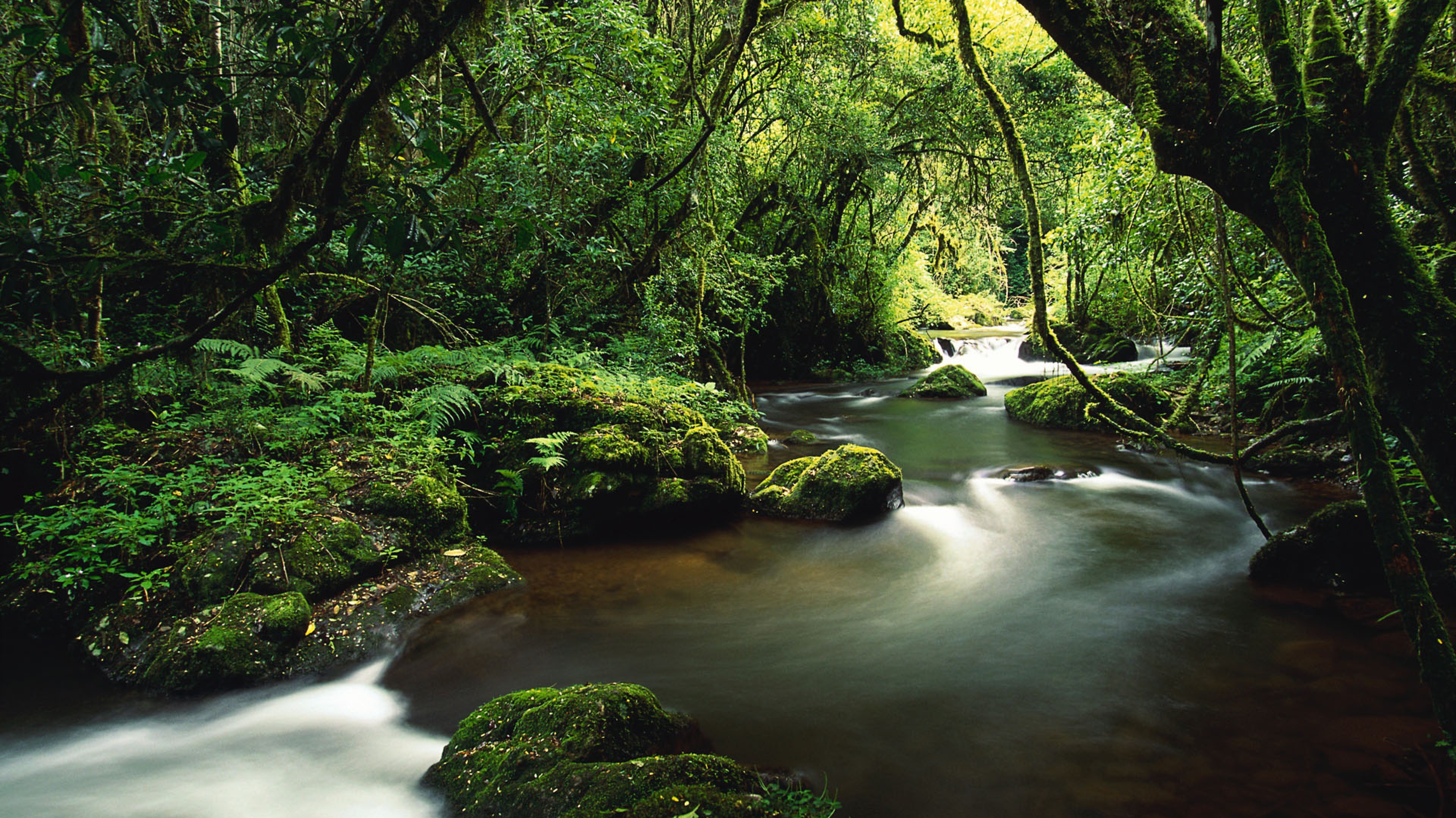 Jungle River Wallpapers, Full HD 1080p, Best HD Jungle River Images ...