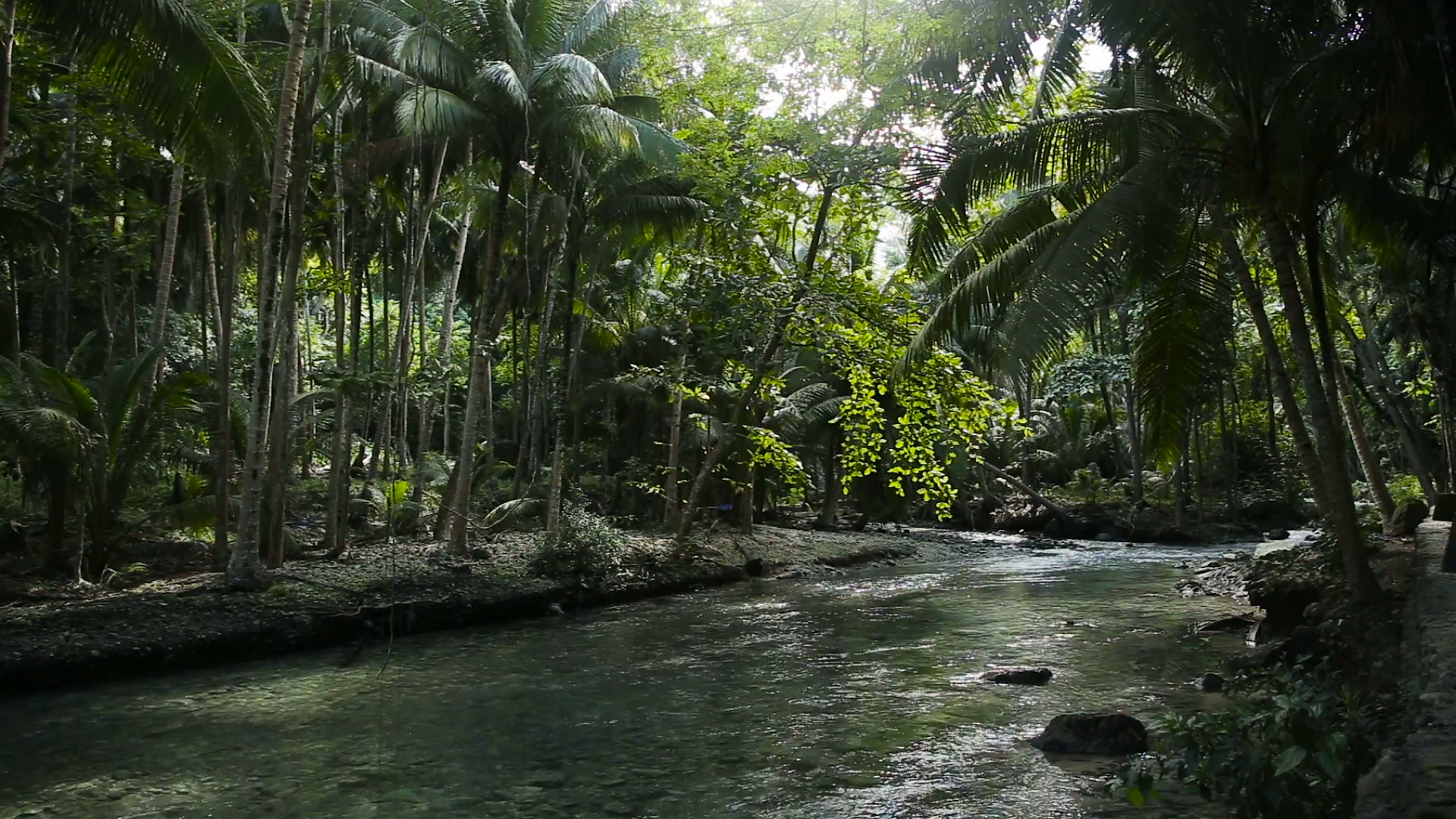 The river flows through the rainforest in the jungle.Tropical river ...
